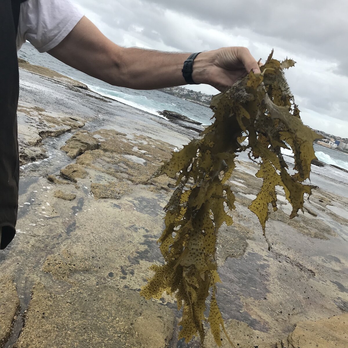 Известно что ламинария съедобная бурая водоросль. Бурые водоросли макроцистис. Бурая водоросль (Macrocystis pyrifera),. Бурые водоросли ламинария макроцистис. Макроцистис грушевидный.