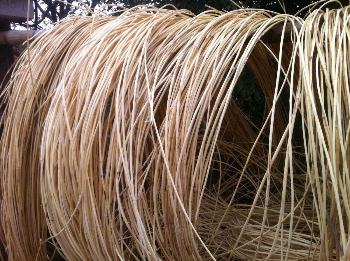 Ротанг какой лучше для плетения. Ротанговая Пальма. Ротанг натуральный для плетения.