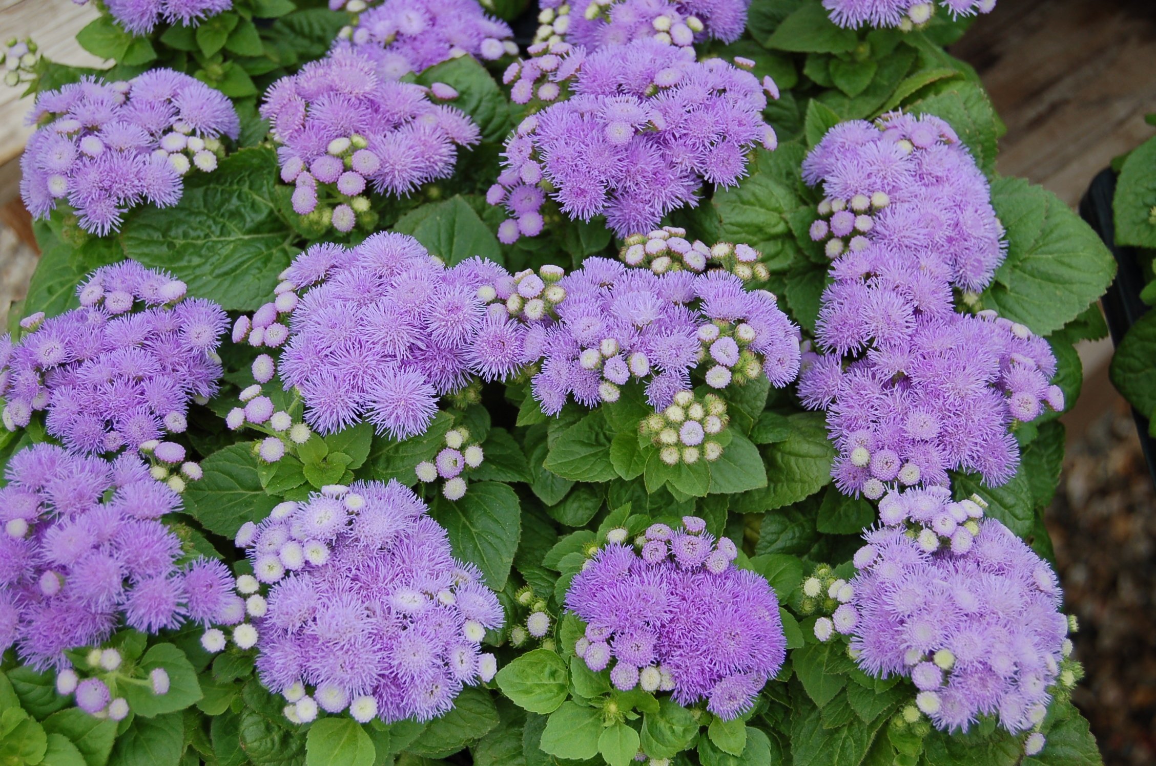 Агератум цветок. Агератум АЛОХА Блю. Агератум Хоустона (Ageratum houstonianum). Агератум Хоустона АЛОХА Блю.