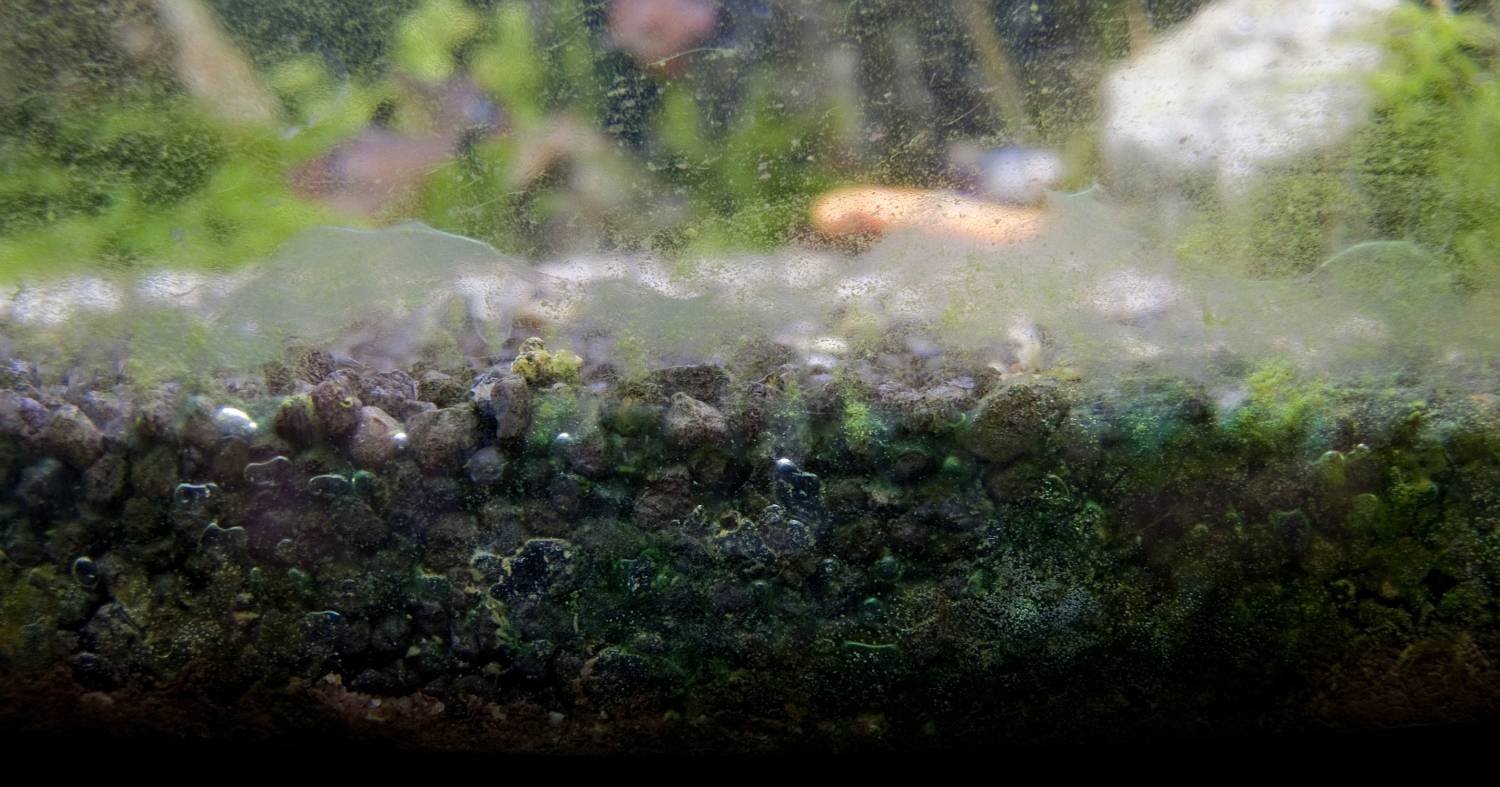 Почему на стенках аквариума. Водоросль Ксенококус. Черная борода водоросли в аквариуме. Прозрачные водоросли в аквариуме. Водоросли на стекле аквариума.