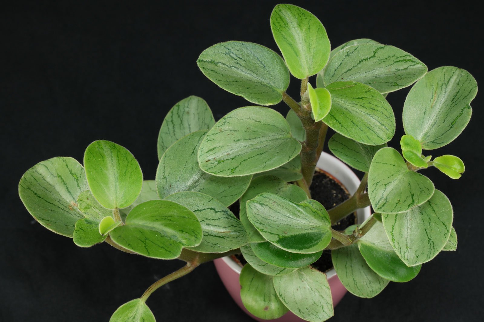 Пеперомия Peperomia bangroana