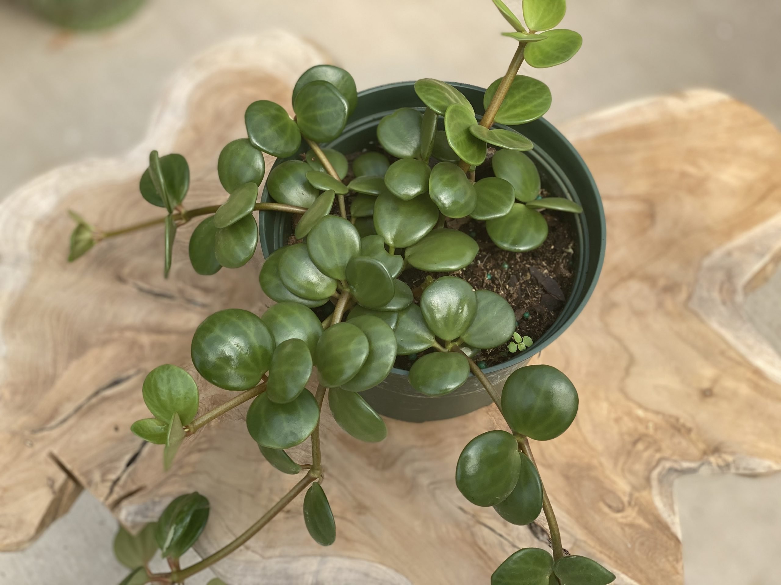 Пеперомия Peperomia bangroana