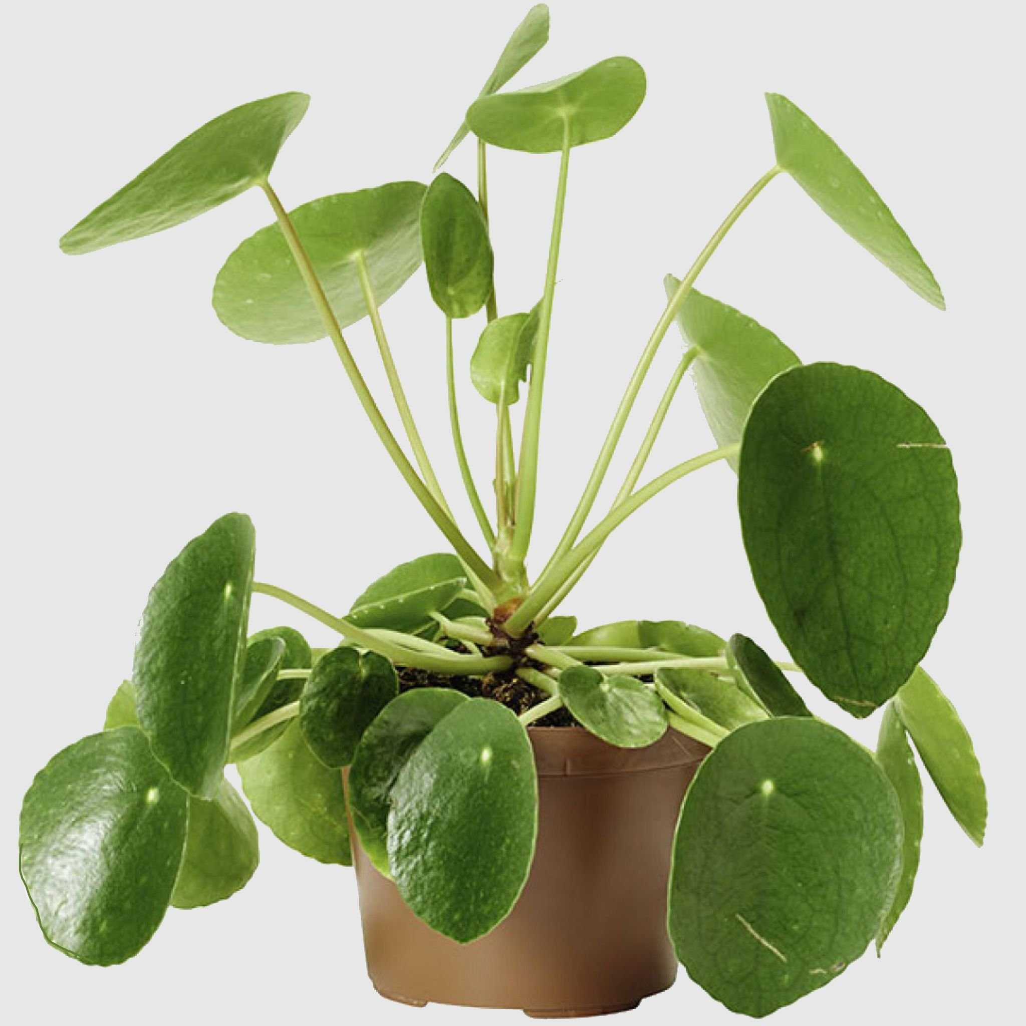 Пеперомия многокистевая Peperomia polybotrya