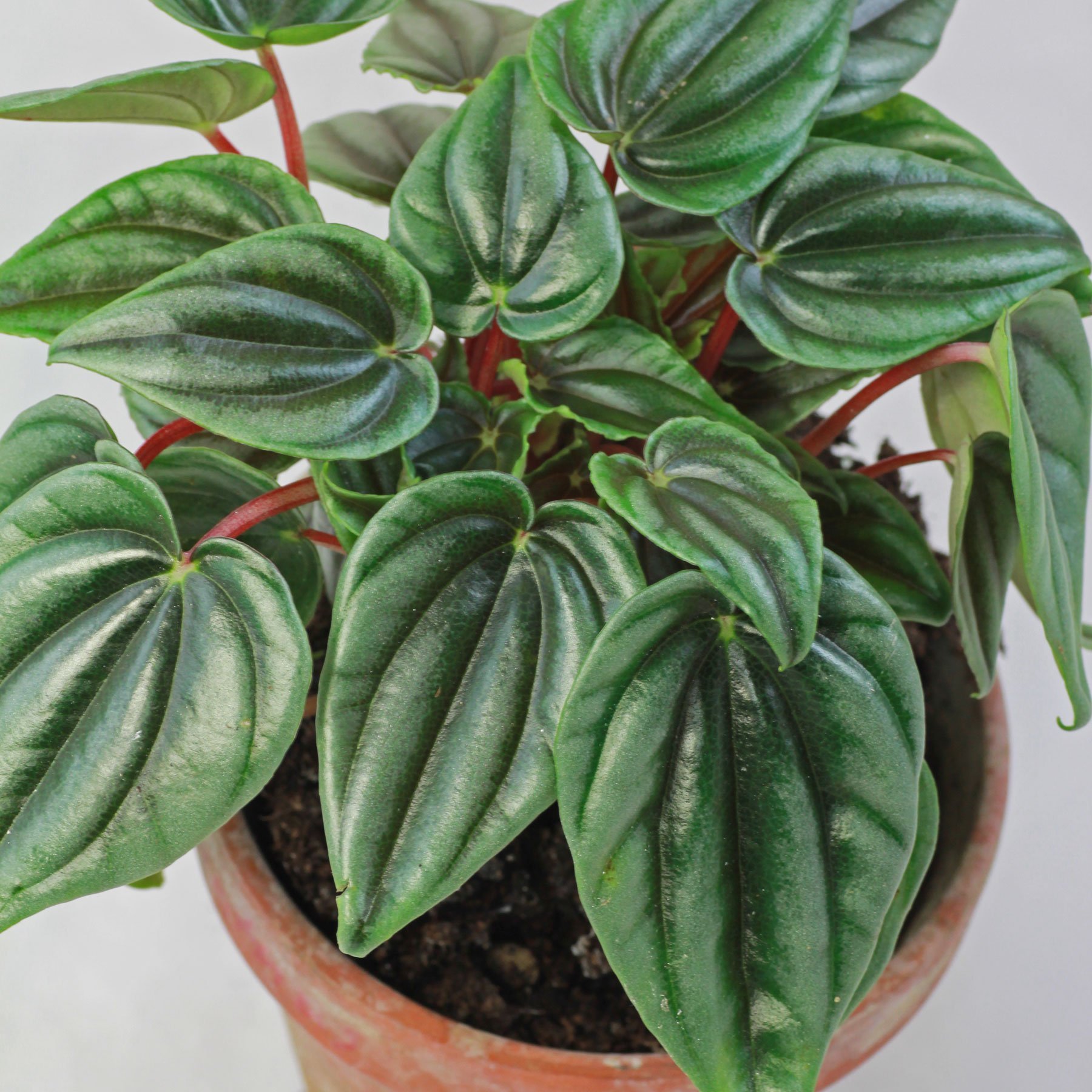 Пеперомия Peperomia griseoargentea