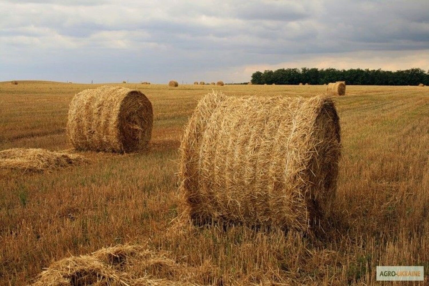 Озон сено. Солома пшеничная тюк (10-12 кг). Солома пшеничная тюк (20 кг). Солома в рулонах. Рулоны сена на поле.
