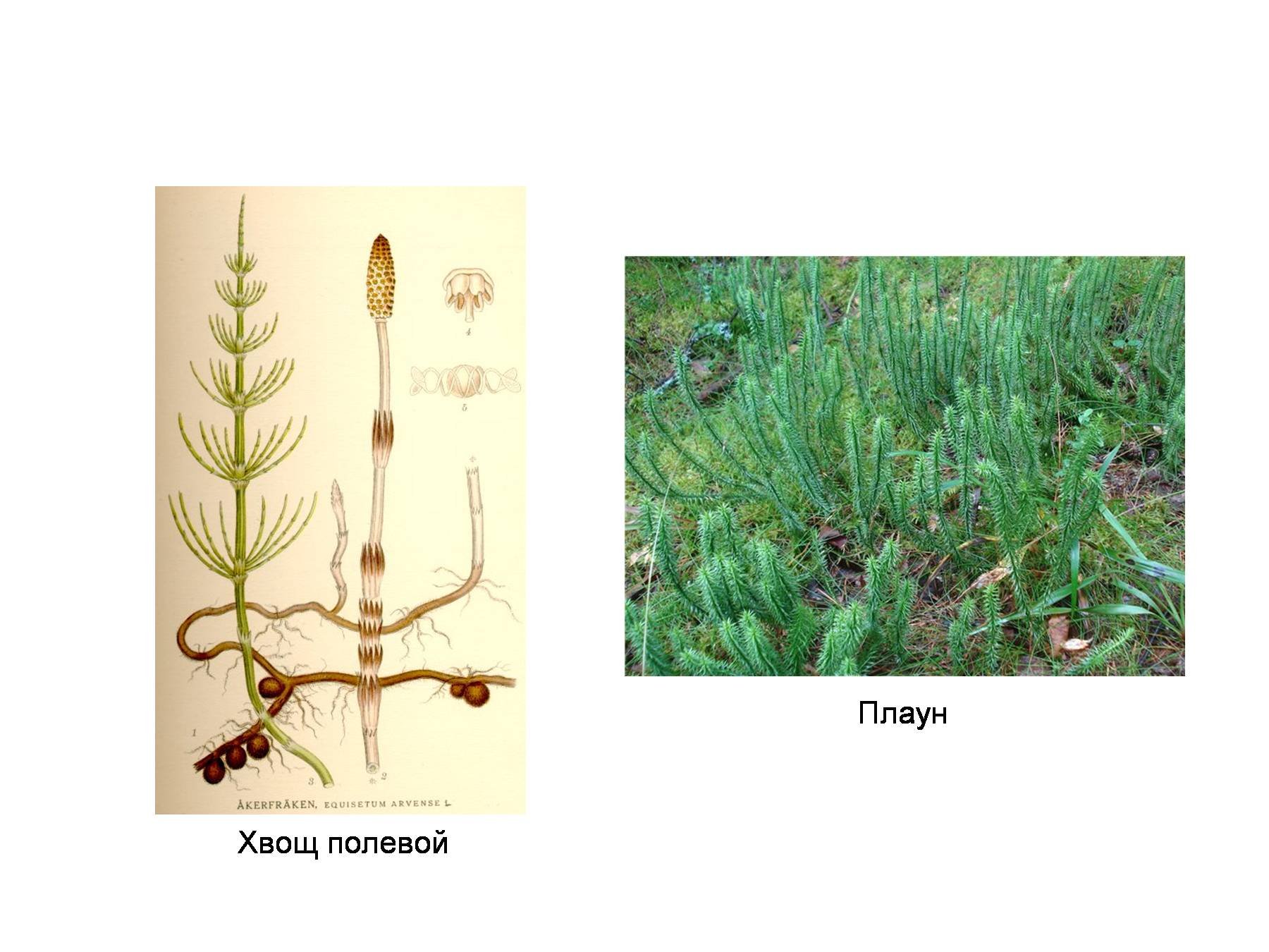 Плауны хвощи папоротники. Мхи папоротники хвощи плауны. Плаун, сфагнум, хвощ. Полевой хвощ это Папоротникообразные.