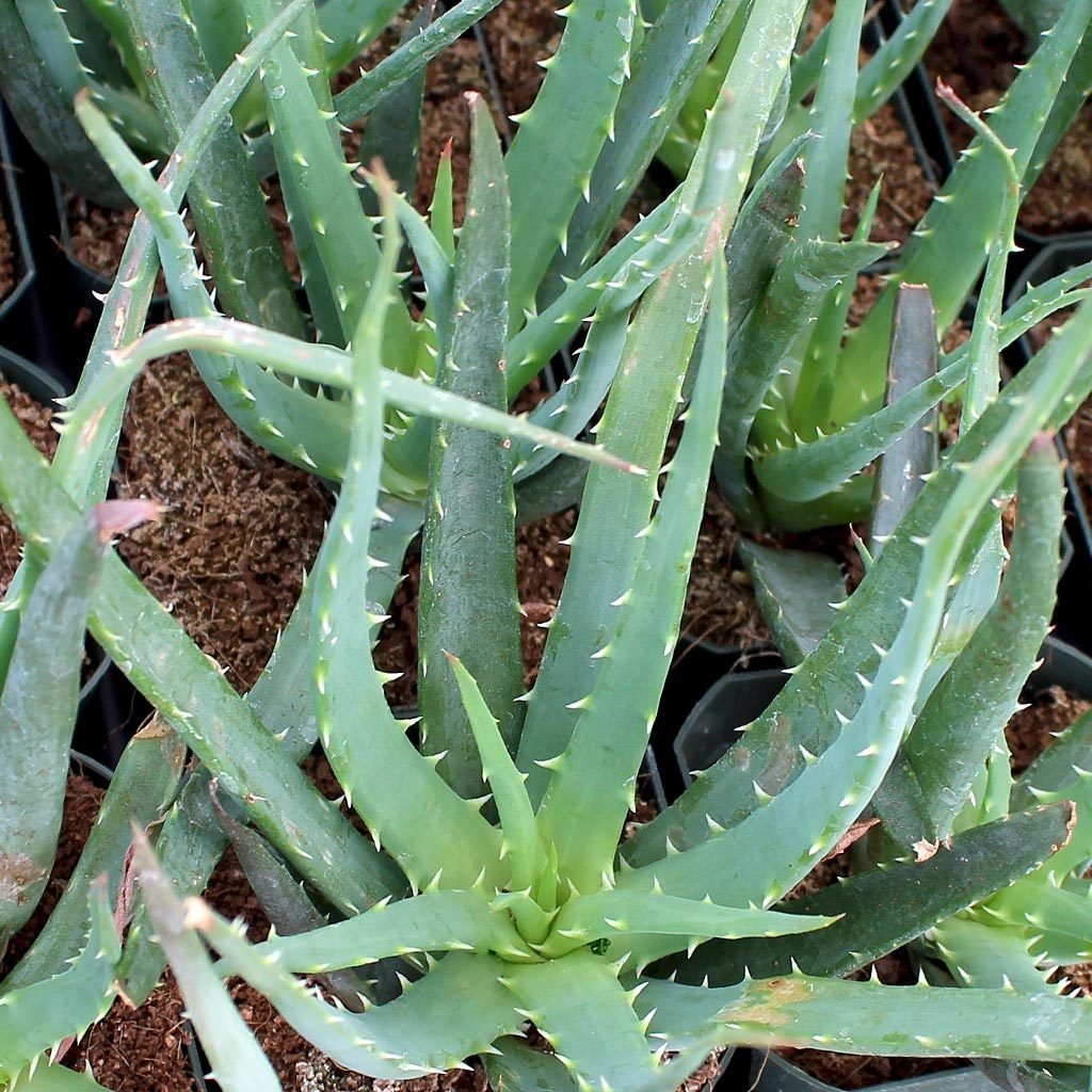 Aloe v. Алоэ хумилис. Алоэ приземистое. Алоэ Спайдер. Алоэ humilis 'Shark'.