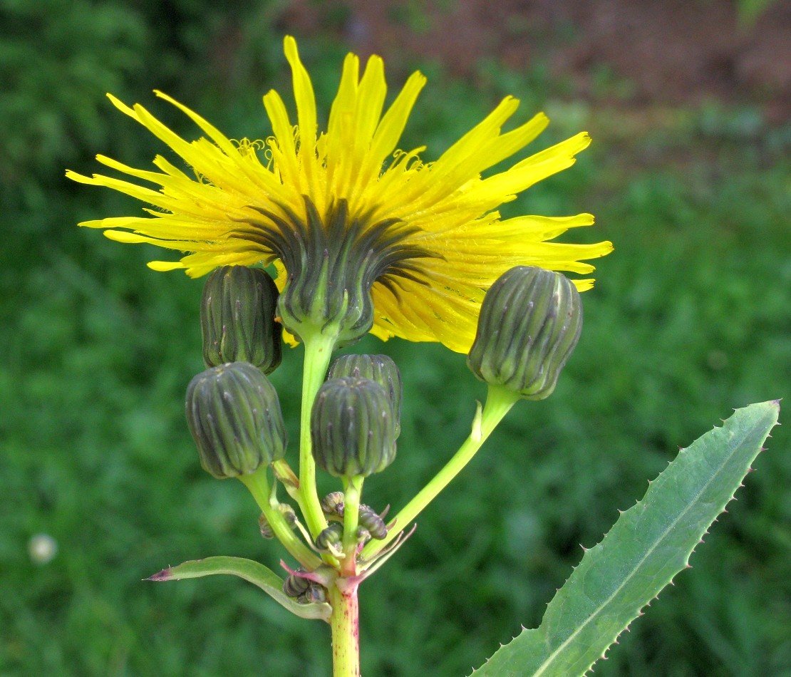 Известно что одуванчик полевой сложноцветное растение. Осот огородный (Sonchus oleraceus). Осот желтый полевой. Осот полевой, осот желтый. Осот полевой (Sonchus arvensis),.