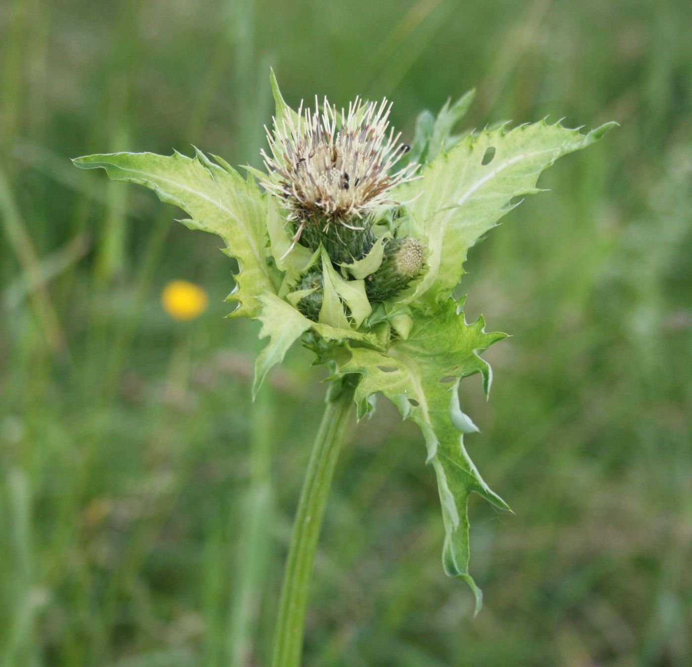 Сорняк это. Бодяк огородный Círsium oleráceum. Растение Бодяк огородный (Cirsium oleraceum). Бодяк овощной. Бодяк огородный листья.