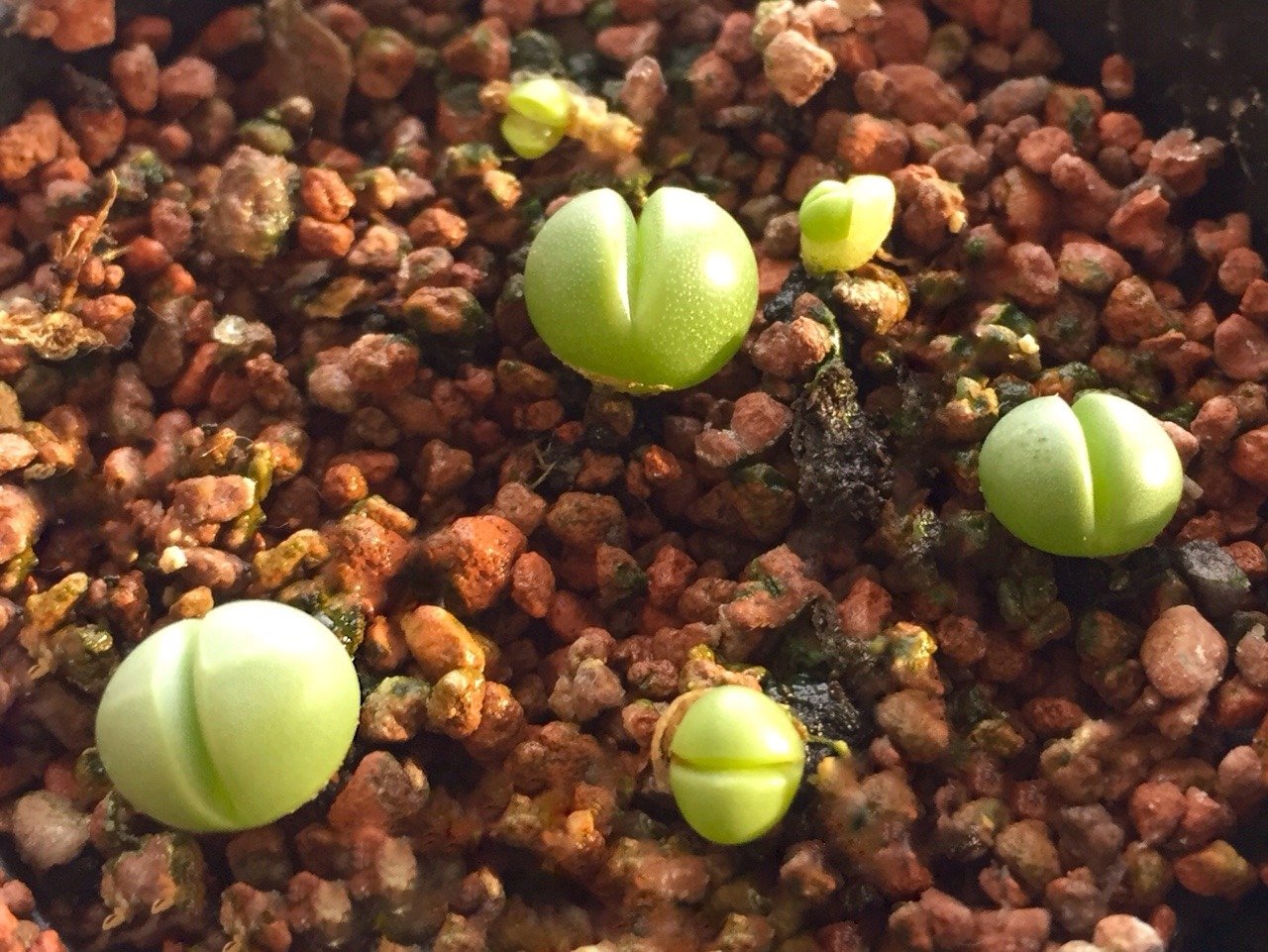 Аргиродерма Lithops Argyroderma