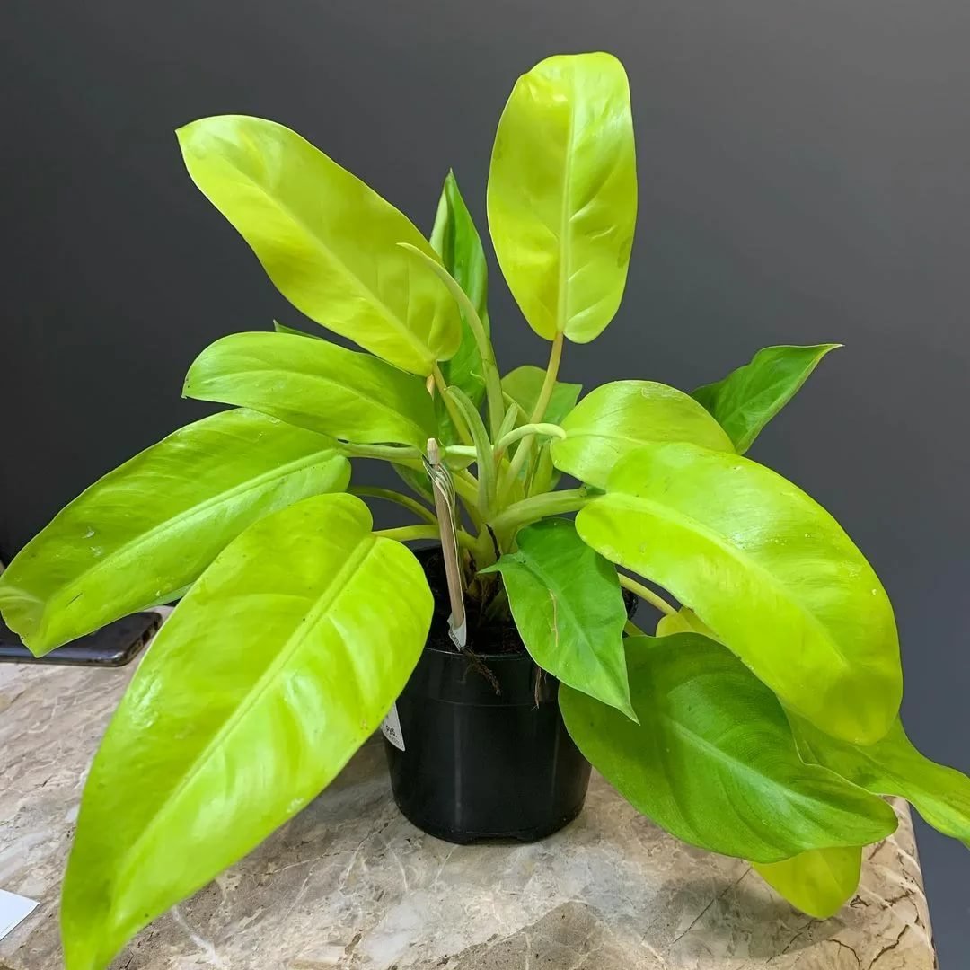 Philodendron Micans