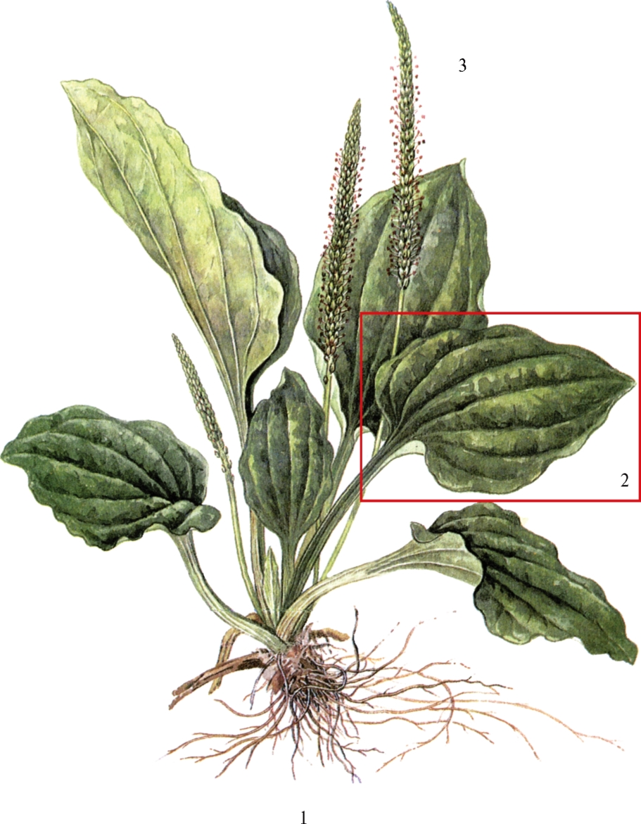 Листочком подорожника. Подорожник большой (Plantago Major). Подорожник большой Фармакогнозия. Подорожник большой корневище. Листья подорожника большого - Folia plantaginis Majoris.