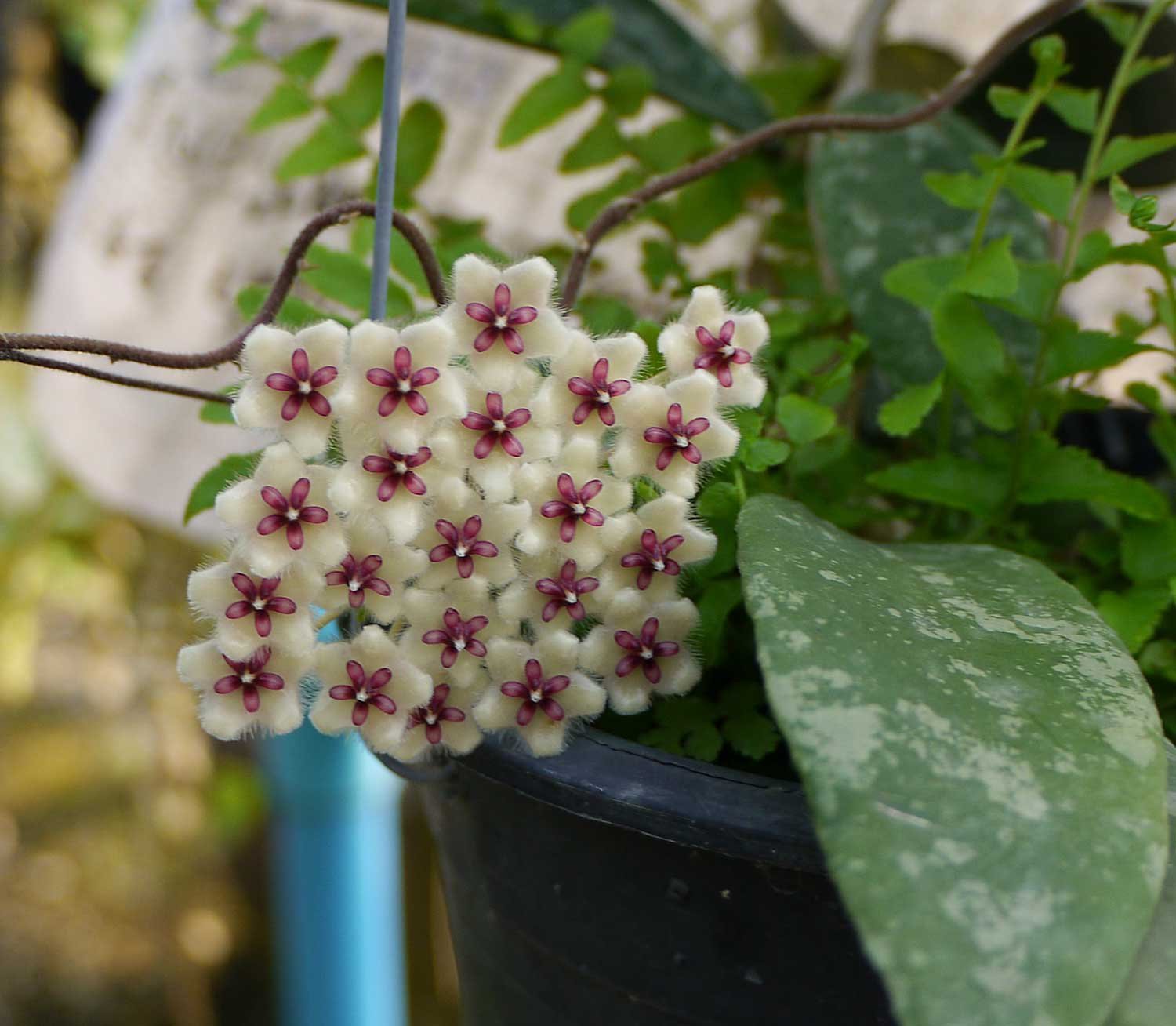 Хойя Hoya burtoniae