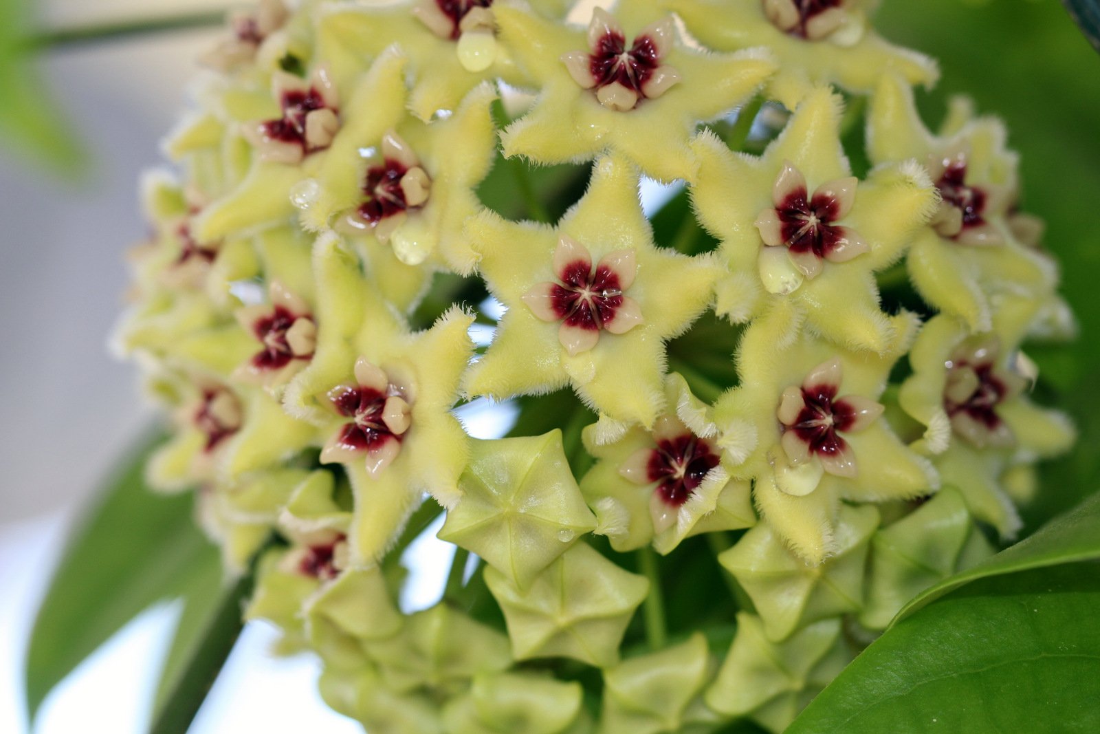 Hoya Imperialis Bloom