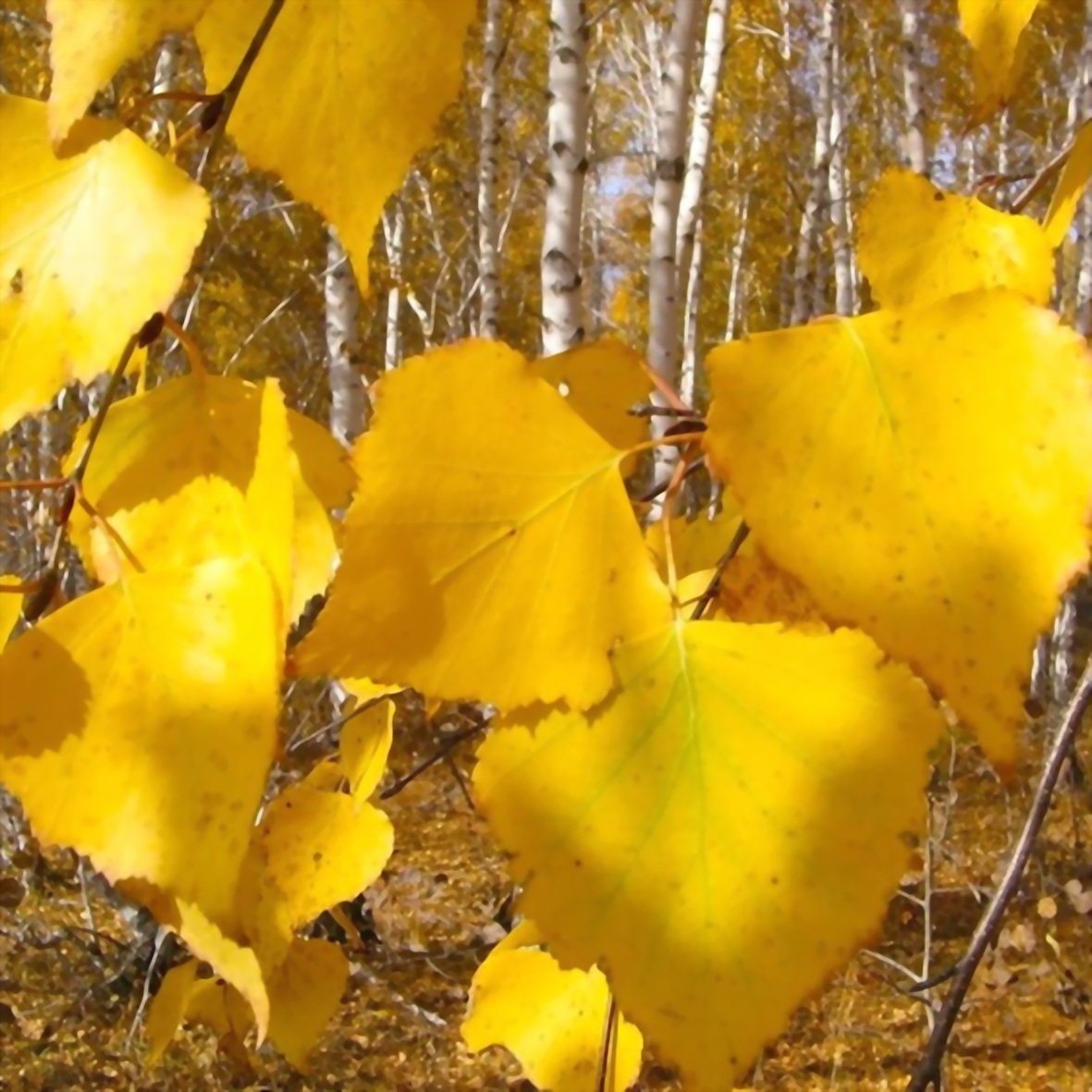 березовые листья летом и осенью фото