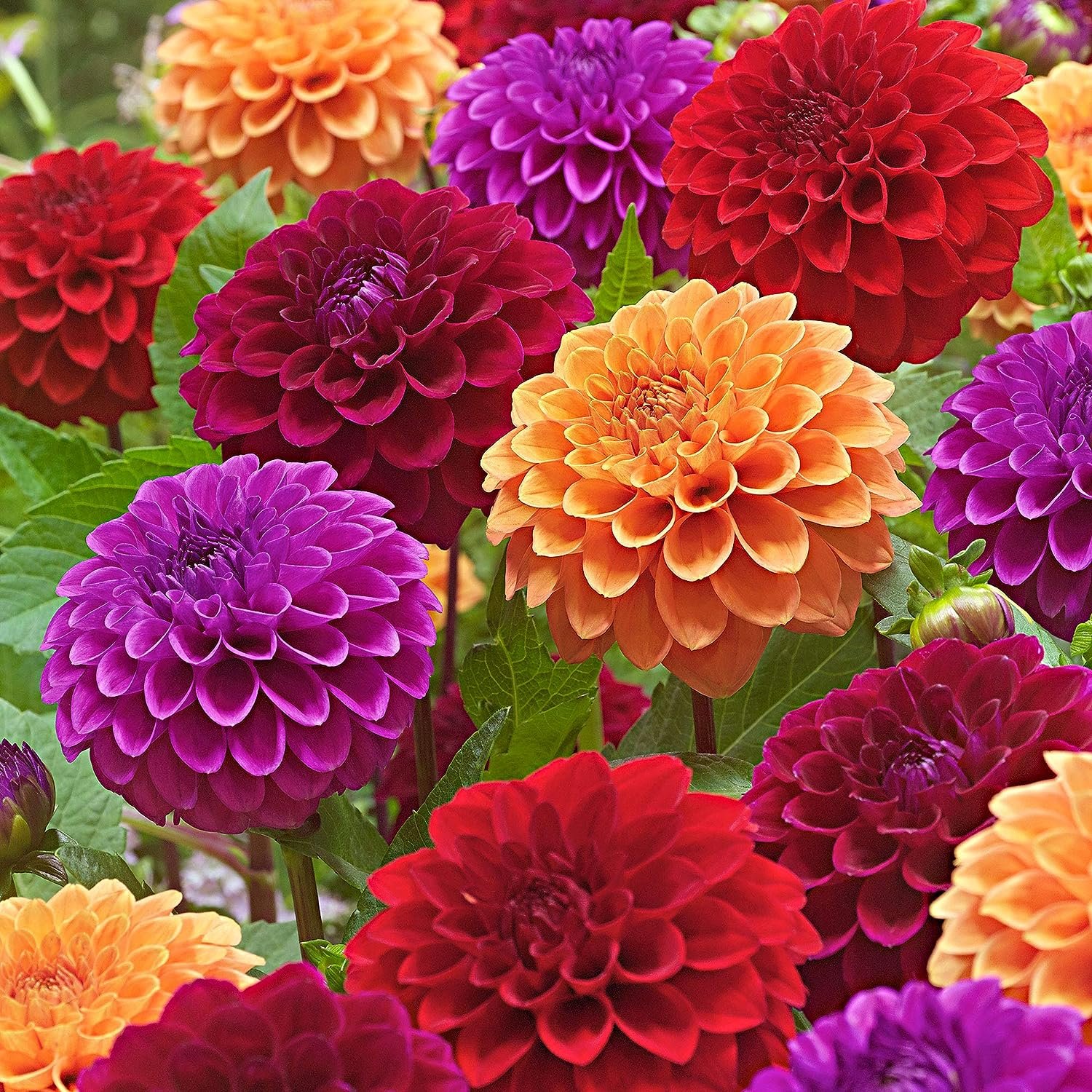 Георгины Dahlia Mix