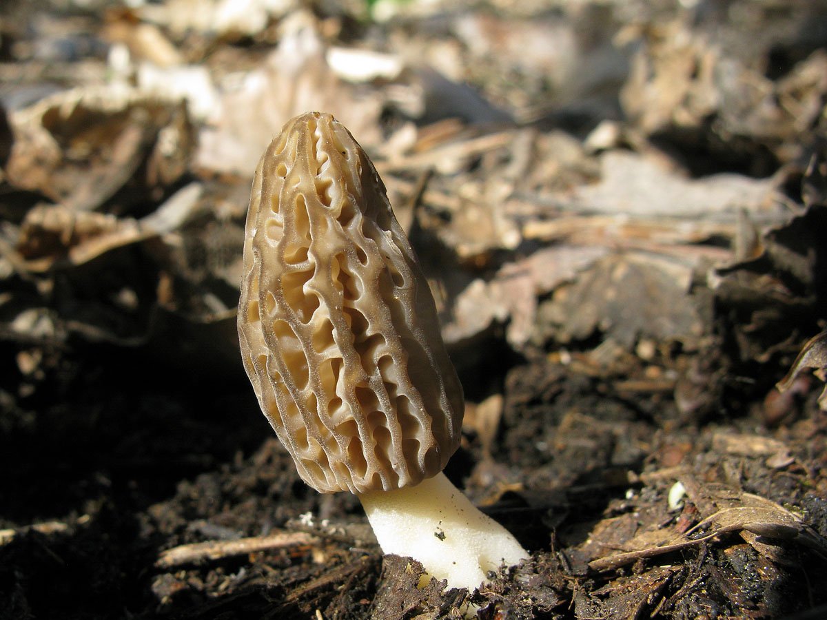 Сумчатый гриб похожий на сморчок. Сморчок обыкновенный. Сморчки грибы. Сморчок Земляной. Королевский сморчок.