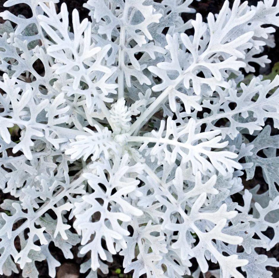 Цинерария Приморская серебряная пыль. Цинерария Приморская (Senecio cineraria). Цинерария крестовник пепельный. Цинерария(крестовник) серебряная.