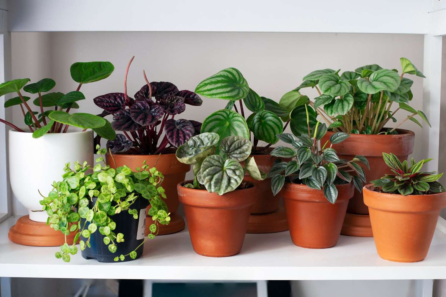 Растение houseplants d8 h35