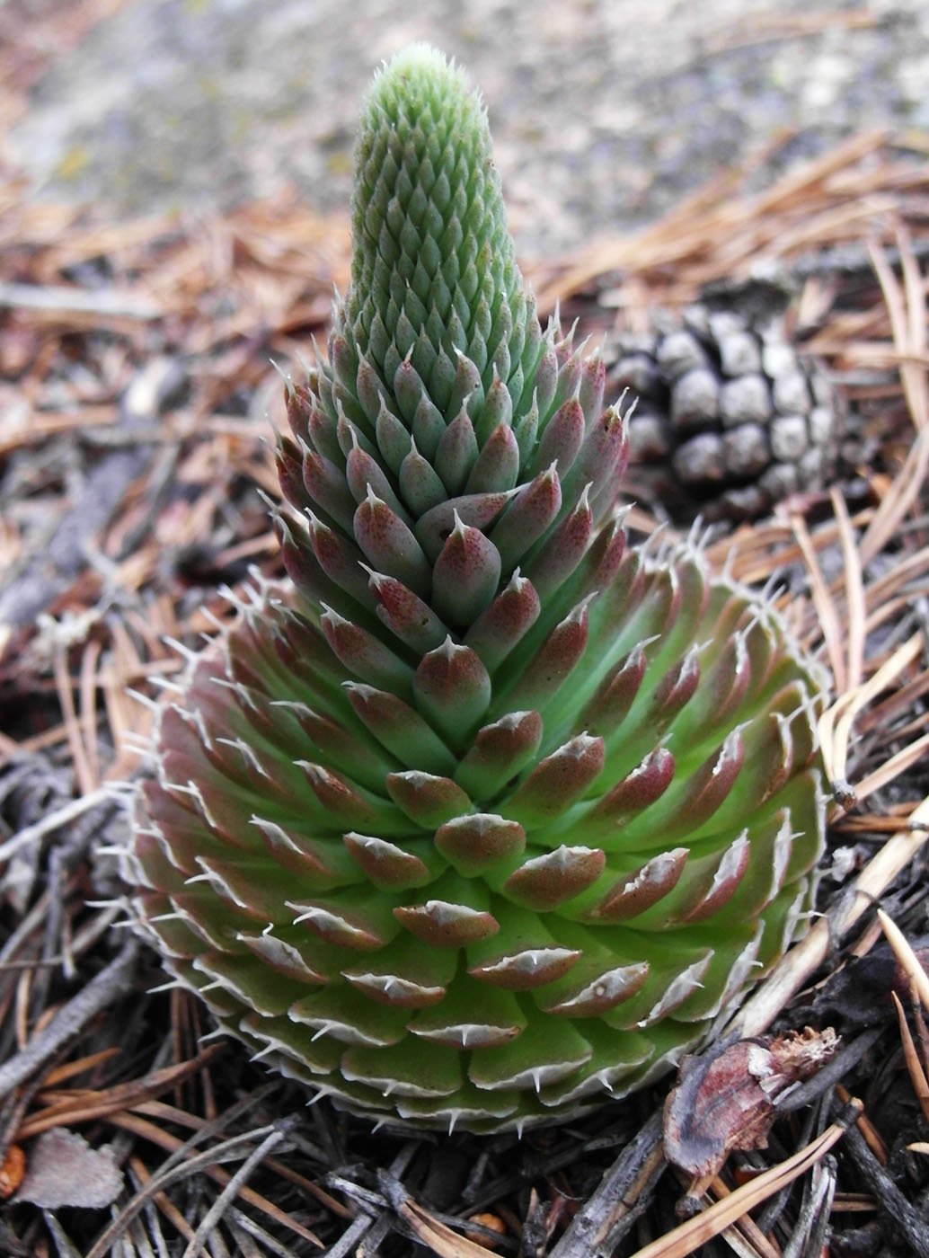 Orostachys iwarenge