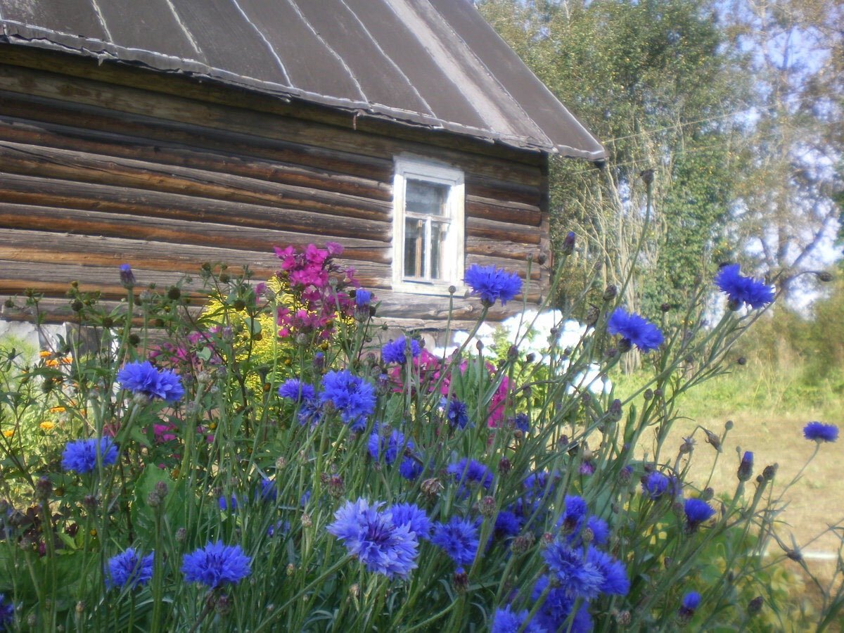 Василек эх деревня. Деревня васильки Могилевская область. Деревенские цветы. Васильки на даче. Луговые цветы на даче.