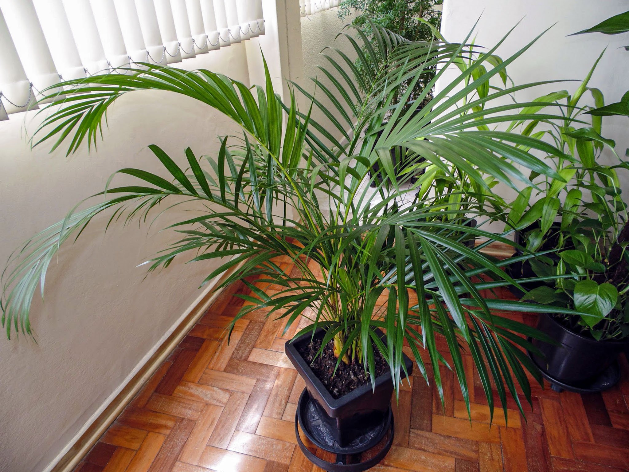 Комнатное растение название пальмы. Хамедорея Неанта. Ховея цветет. Ропалостилис Пальма комнатная. Хамедорея цветок комнатный.
