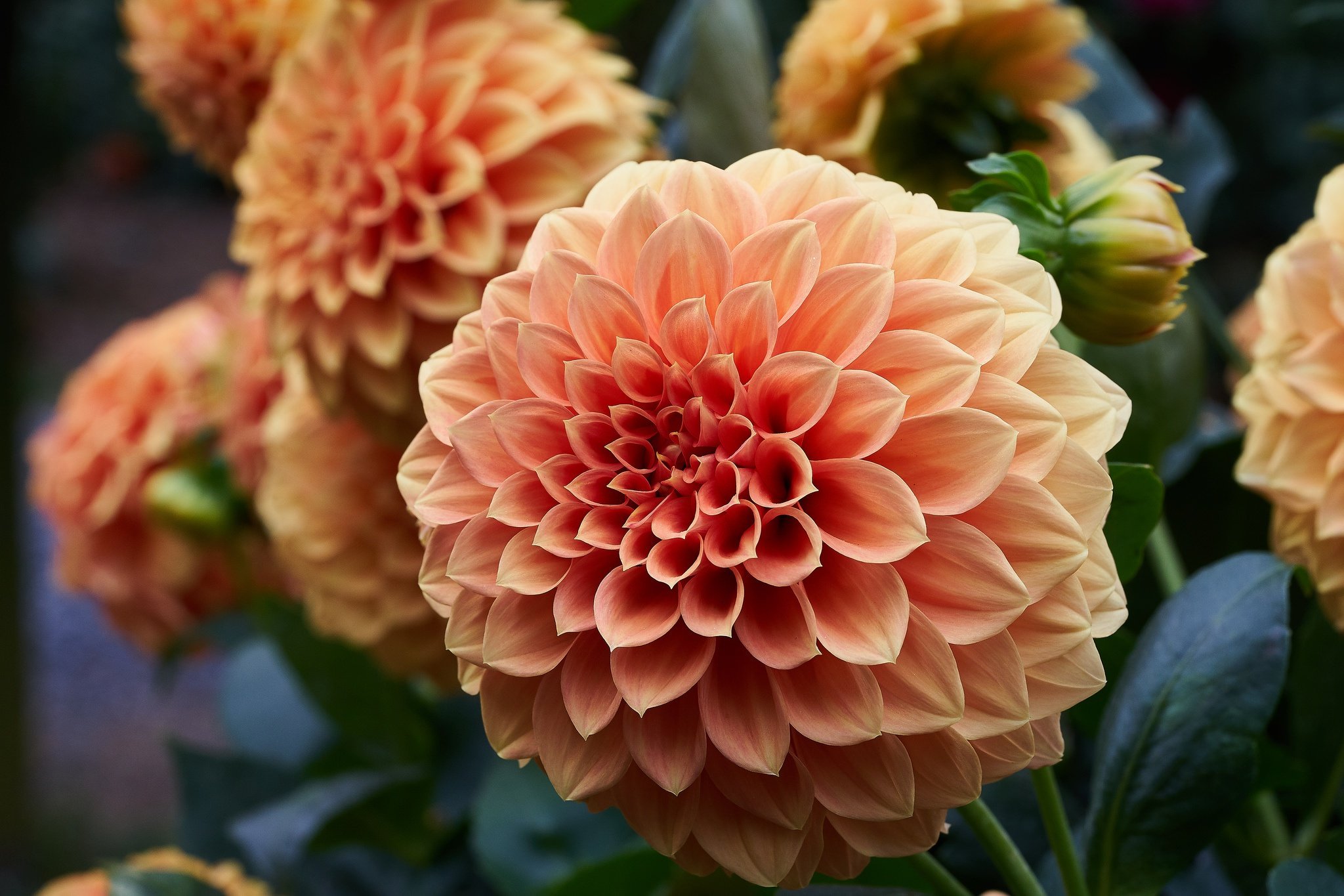 Новейшие георгины. Георгины Dahlia. Георгин Императорский Dahlia Imperialis. Пионовидные георгины.