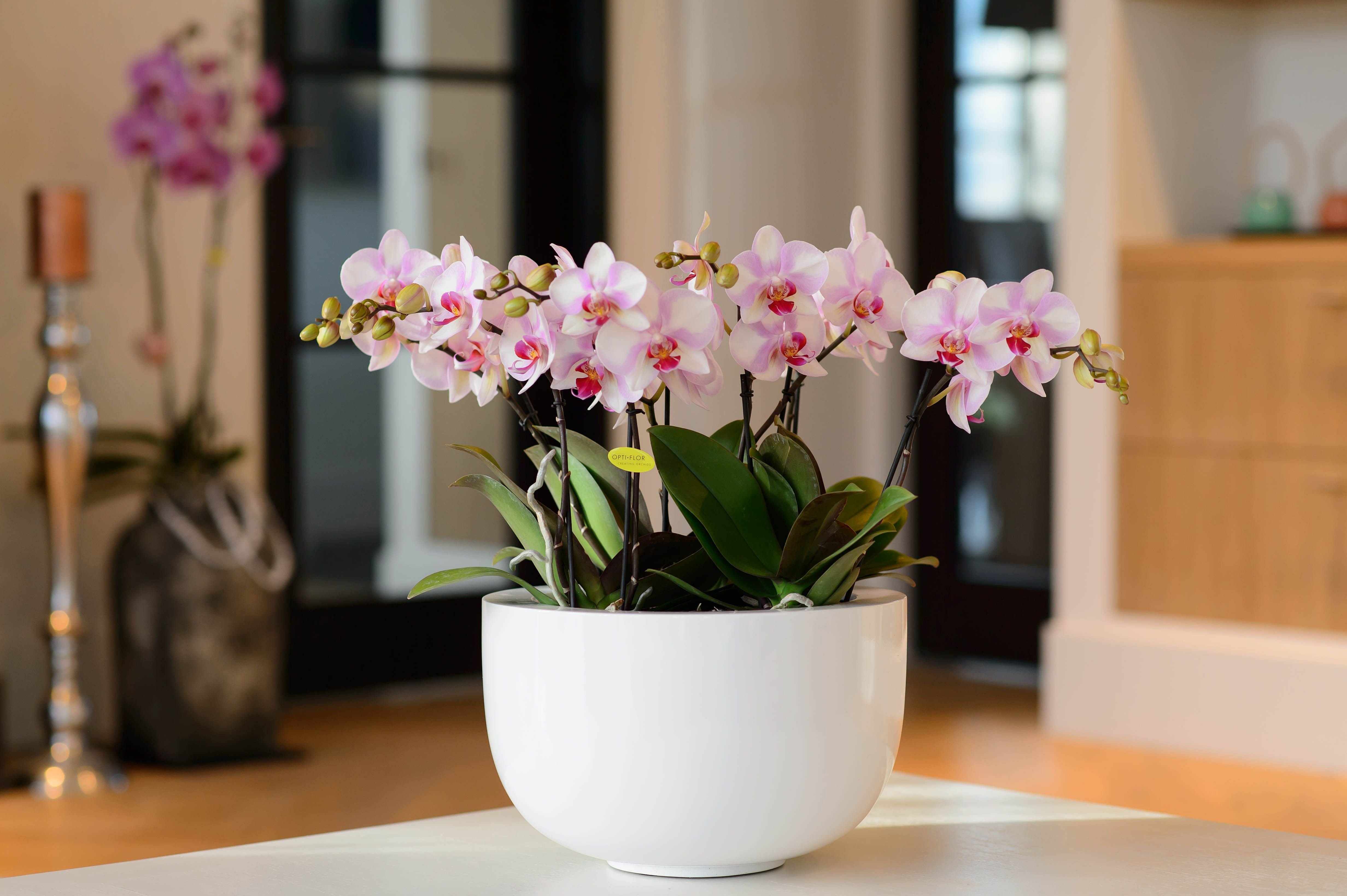Орхидея Фаленопсис в интерьере №7 | Композиции из орхидей, Орхидея, Декор растений в помещении