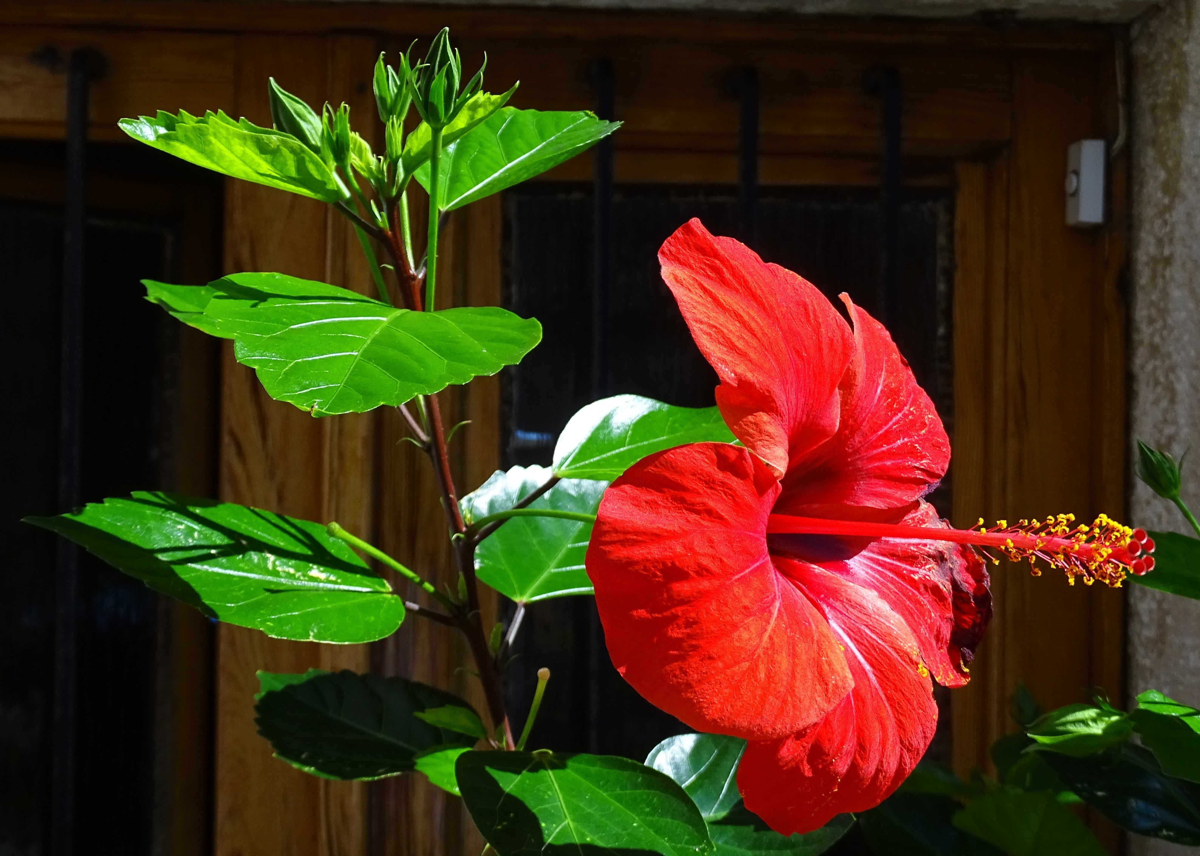 Домашний цветок с красными цветами (57 фото)