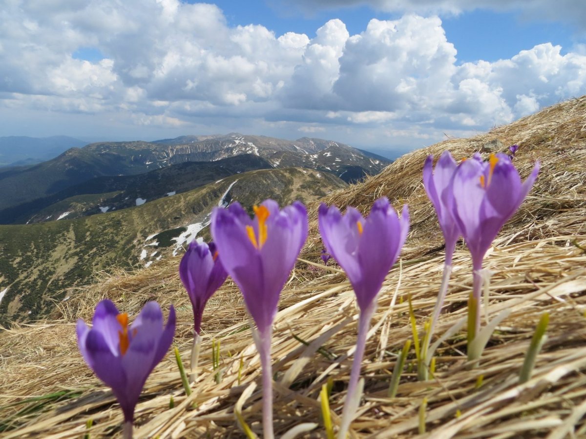 Крокус шафран крымский