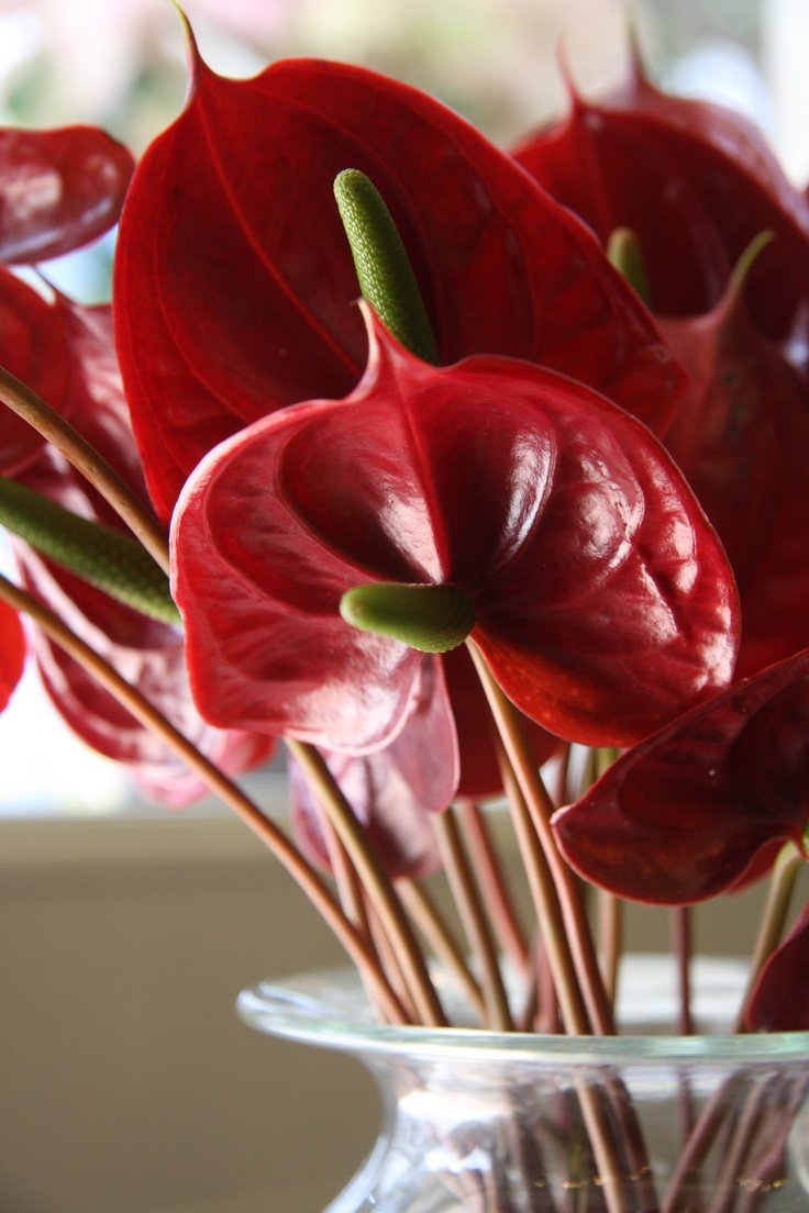 домашние красные цветы фото с названием