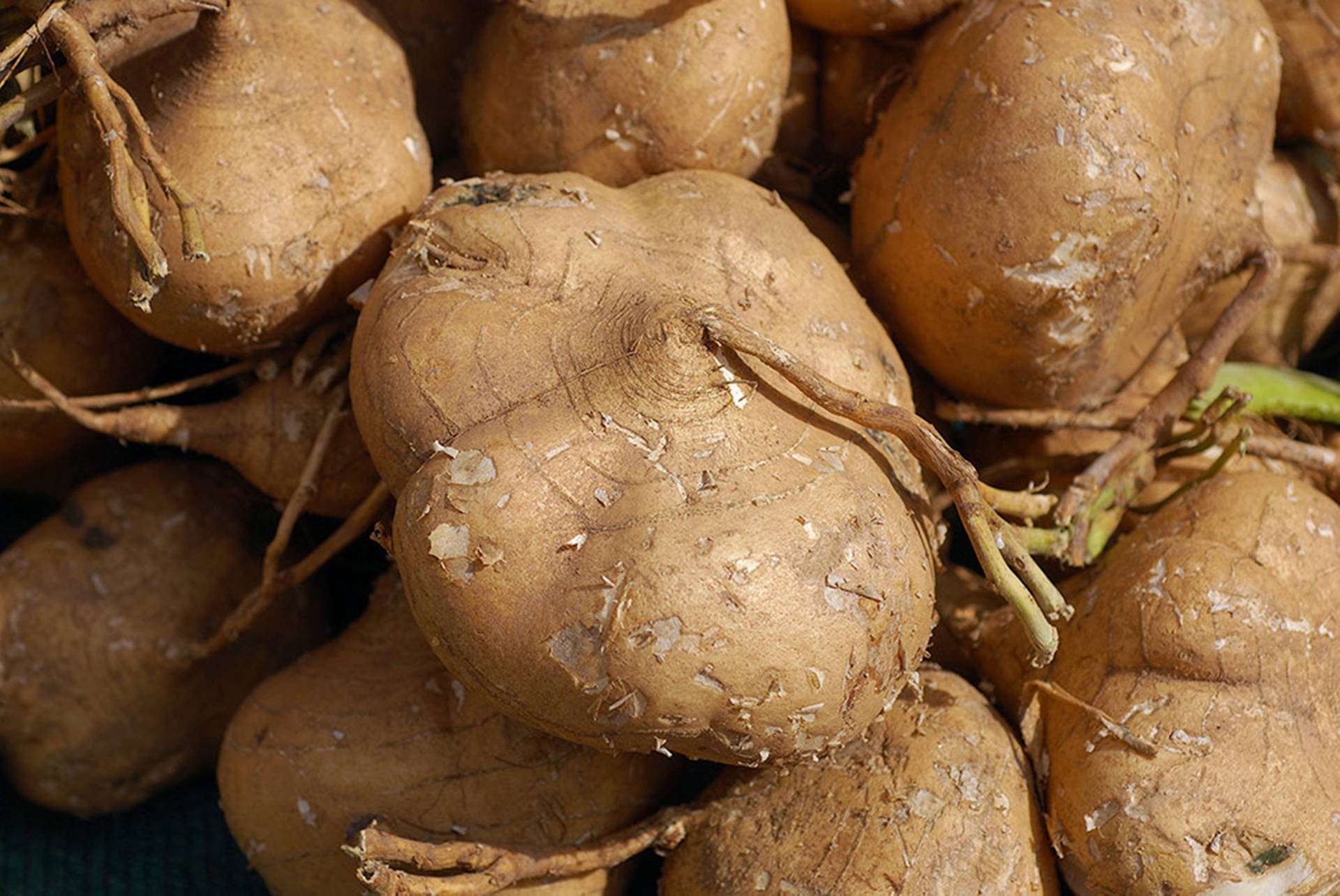 Корнеплод типа батата 7 букв сканворд. Pachyrhizus erosus. Джикама корнеплод. Хикама. Ямс корнеплод.