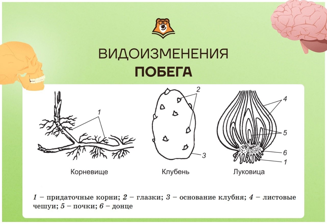 Видоизмененные листья у луковицы