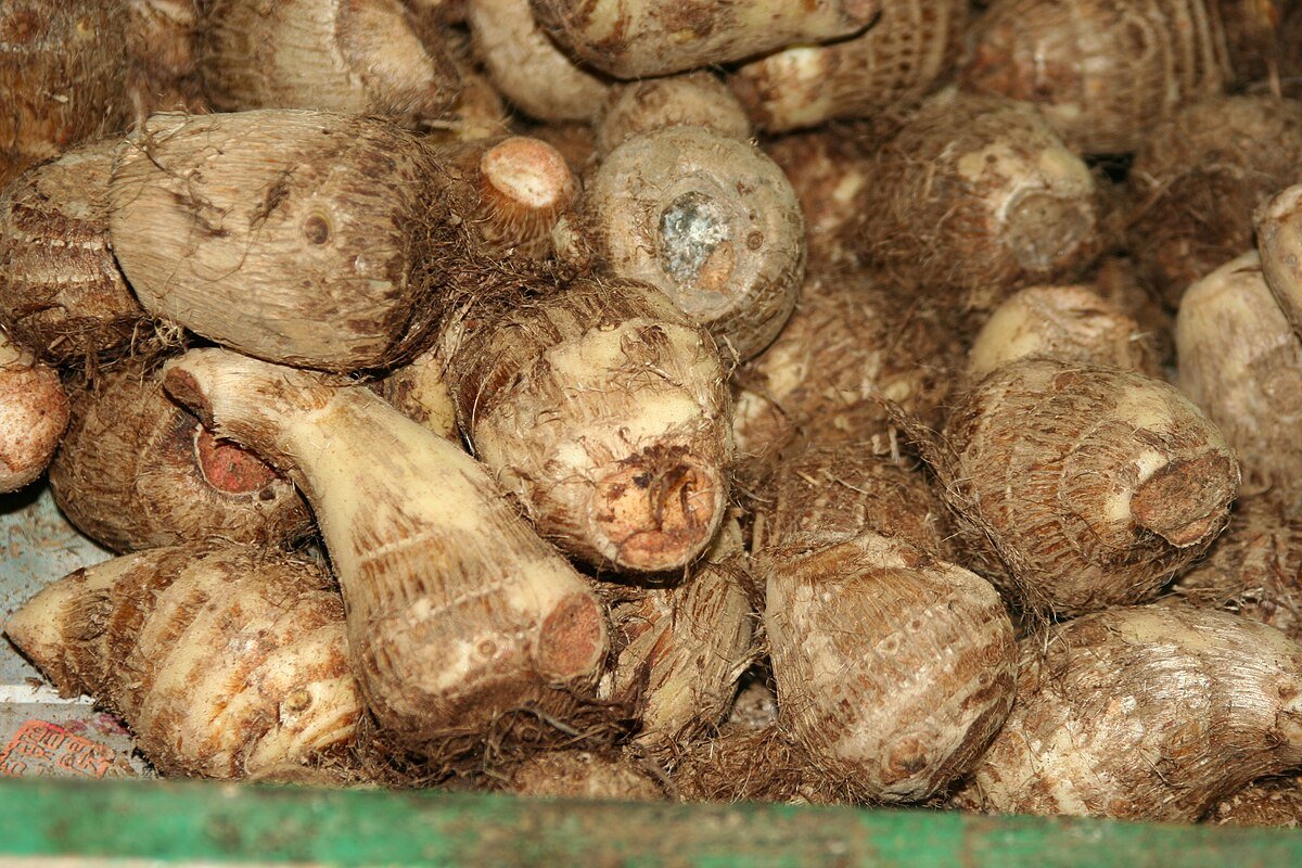 Colocasia Antiquorum