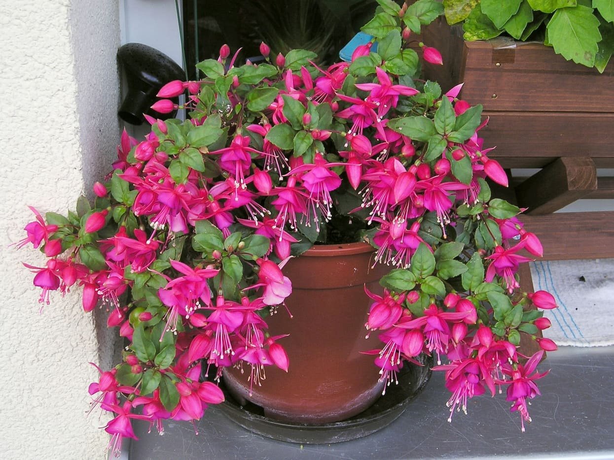 Комнатные растения с розовыми цветами