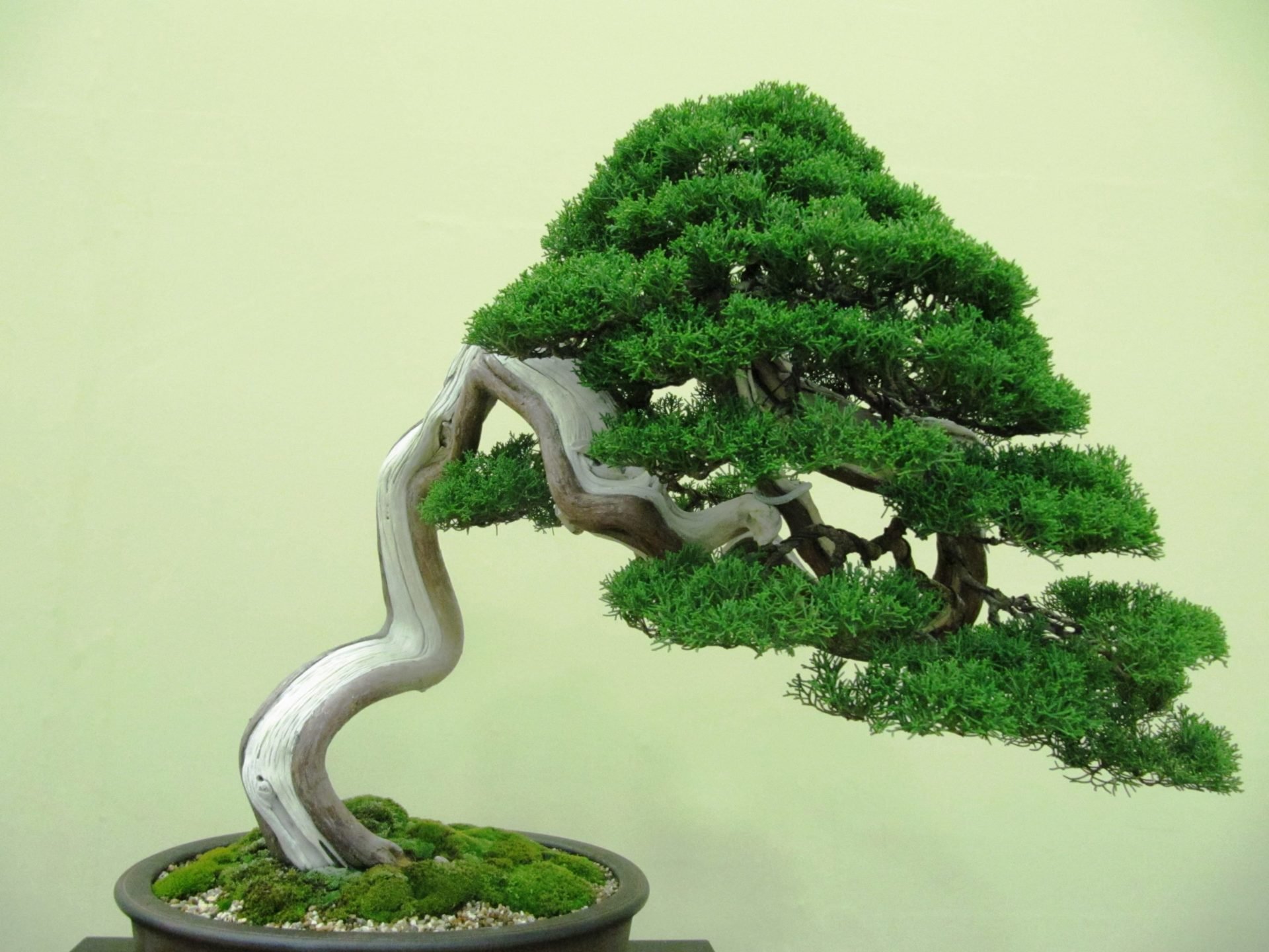 Hobbiton Bonsai Pot Gambody SLA