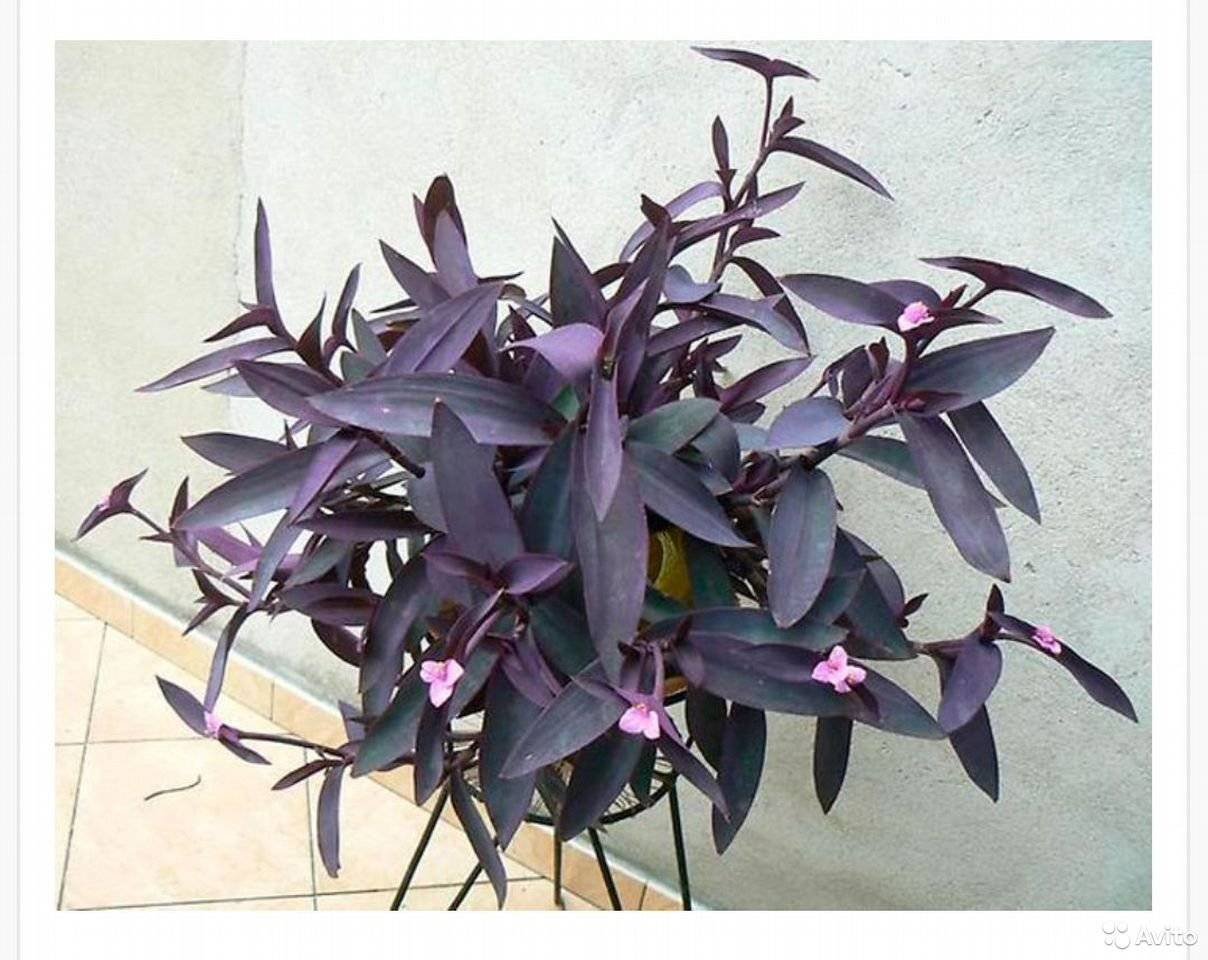 Комнатные растения с фиолетовыми листьями (59 фото) - красивые картинки и HD фото