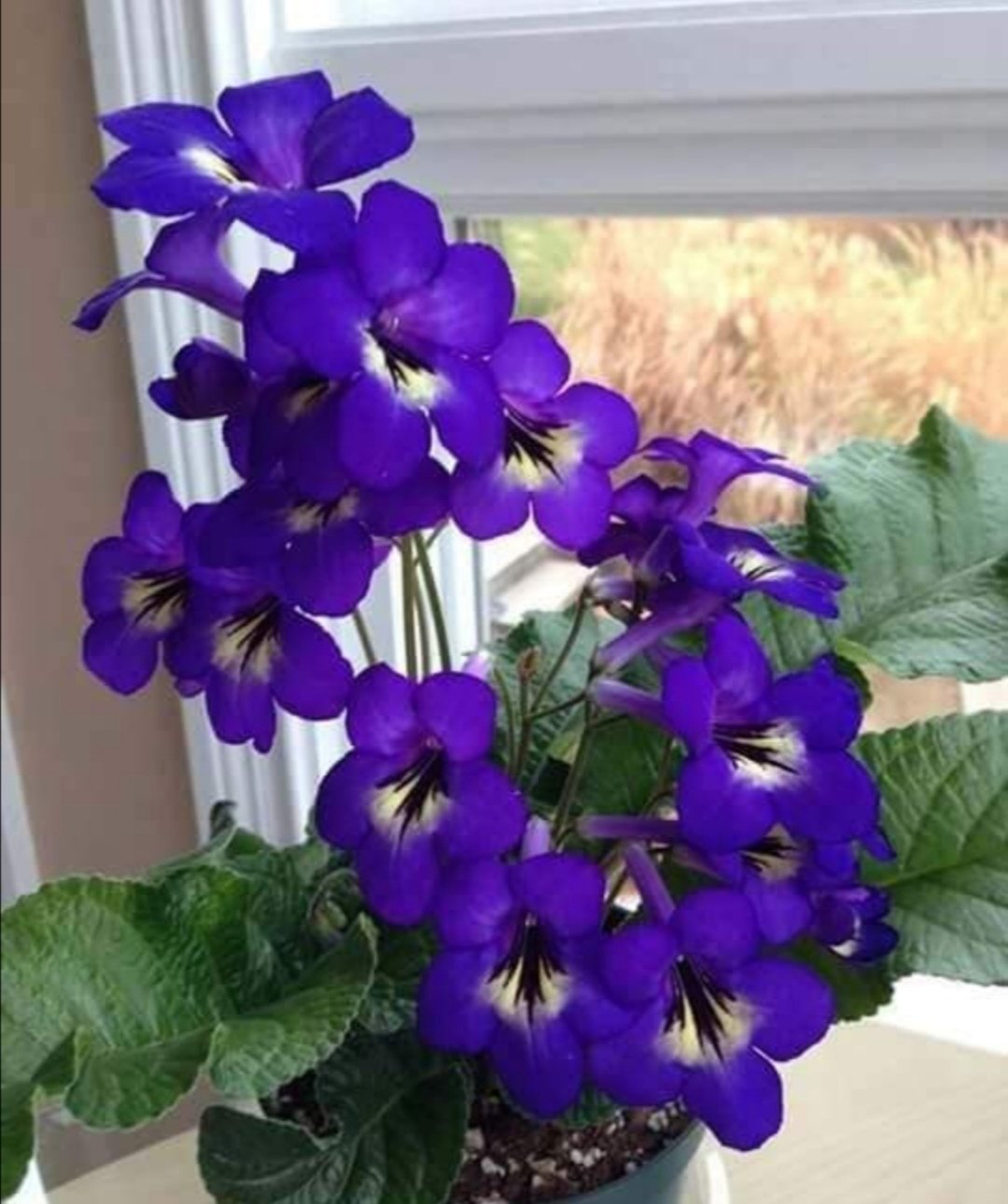 фиолетовые домашние цветы фото с названиями