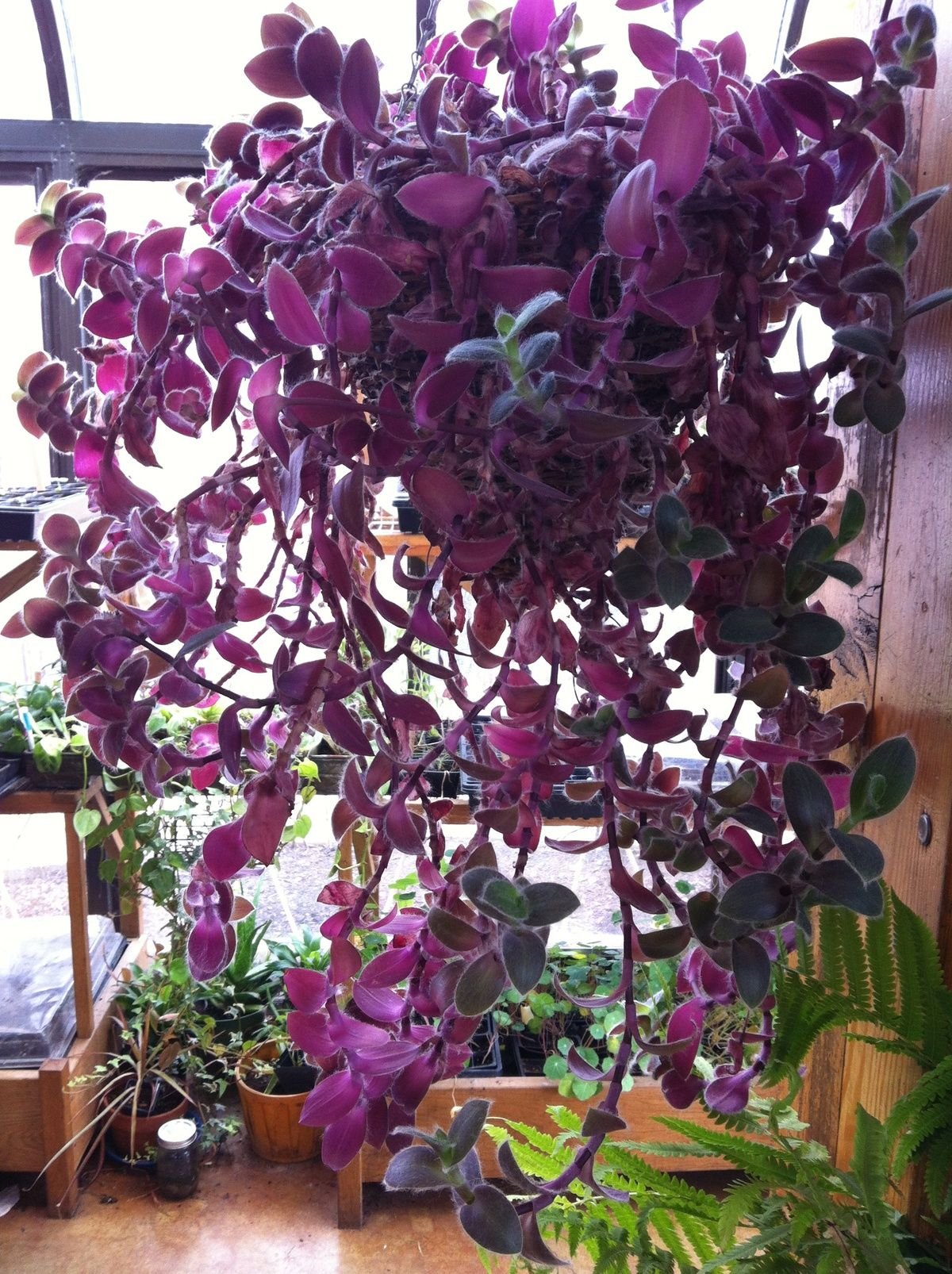 фиолетовые домашние цветы фото с названиями