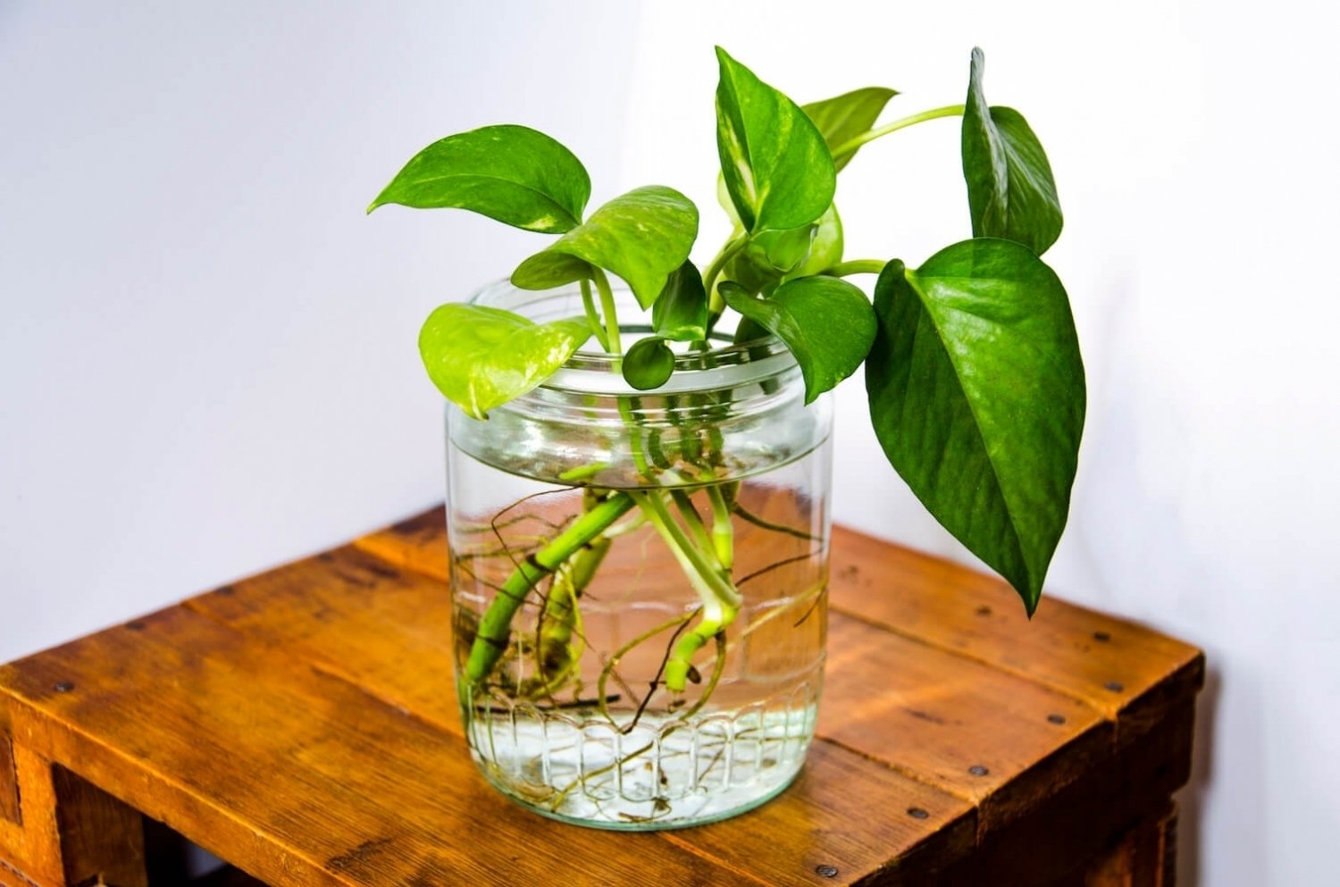 Гидропоника (выращивание комнатных растений на воде)