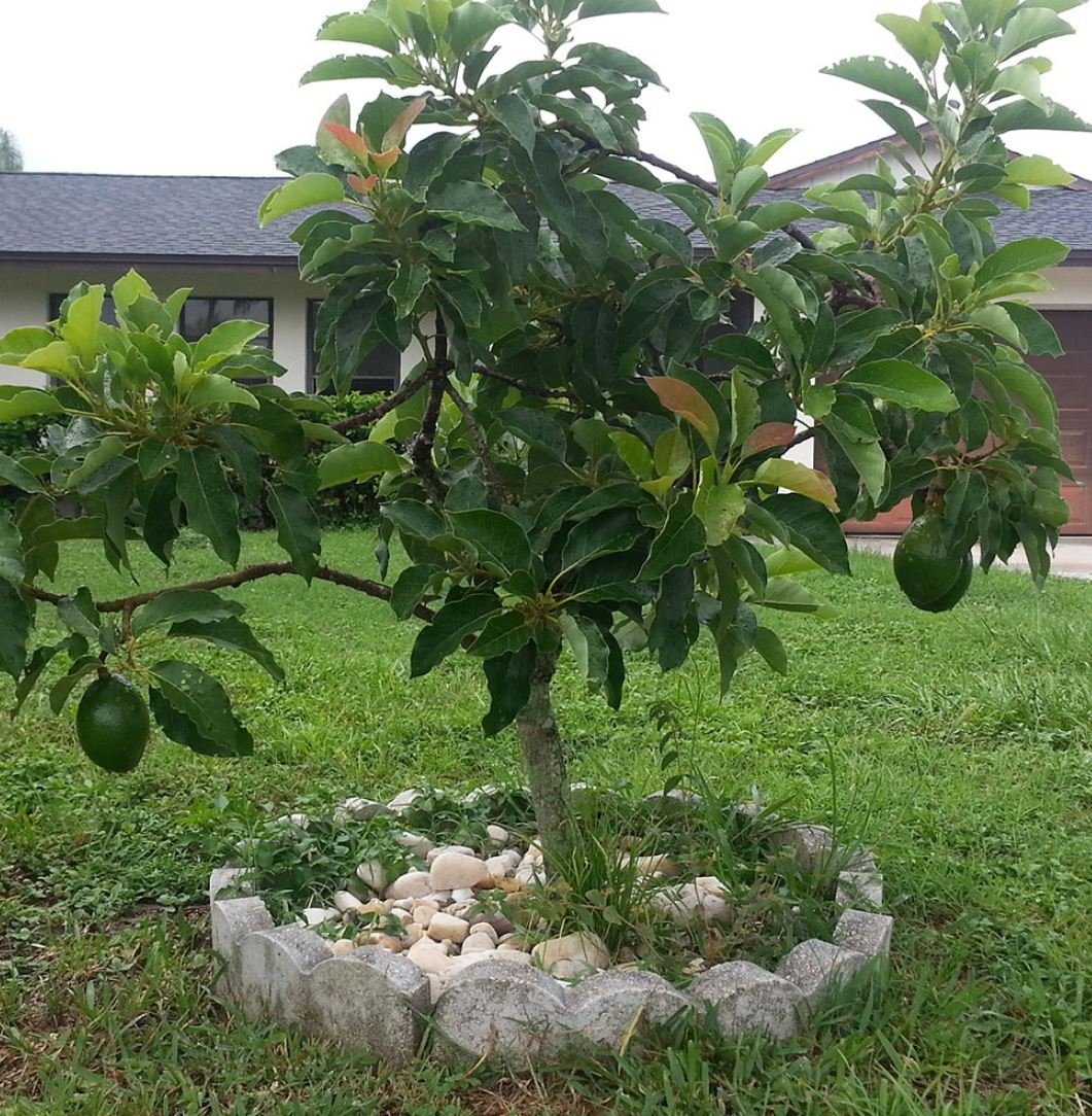 Фото авокадо выращенных в домашних условиях. Авокадо дерево. Авокадо плодоносит. Авокадо дерево плодоносит. Авокадо растение дерево.