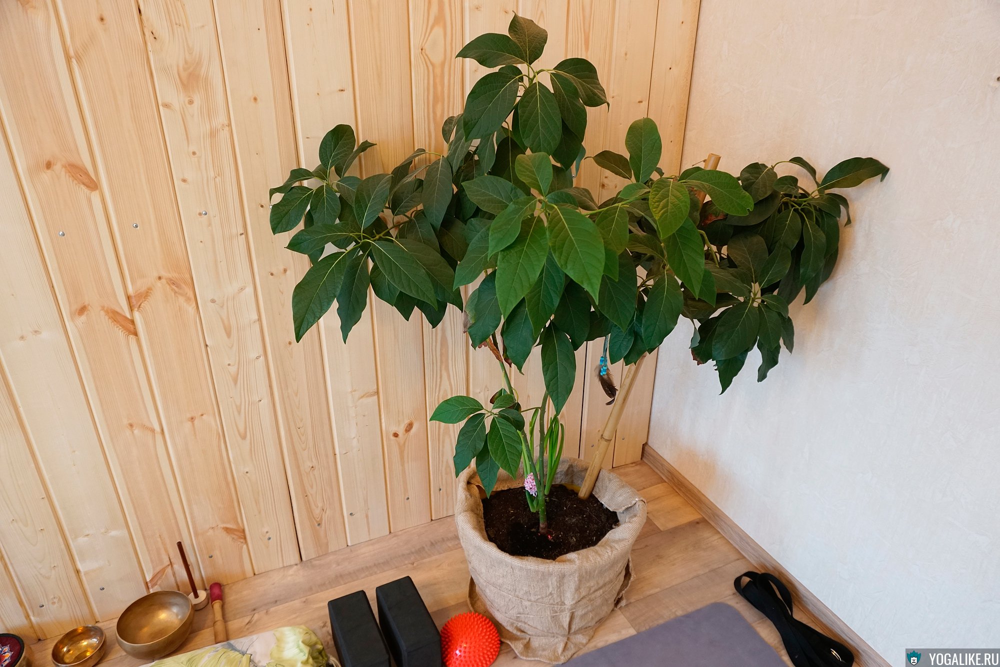 Фото авокадо выращенных в домашних условиях. Авокадо дерево. Авокадо в горшке. Авокадо растение дерево. Авокадо цветок.