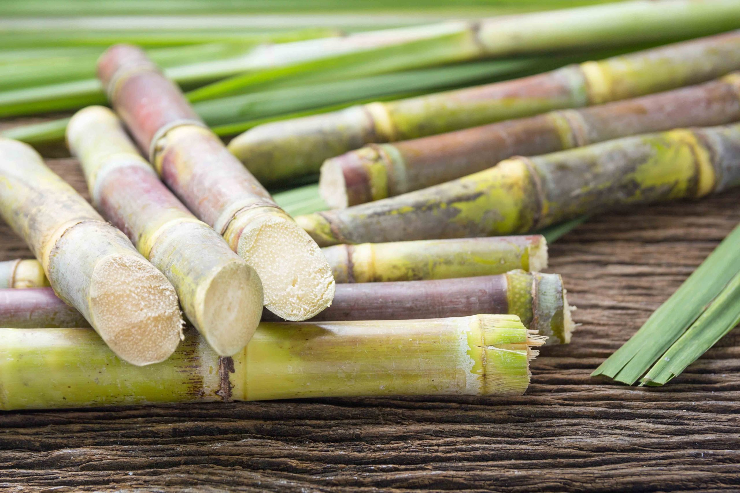 Сахарный тростник в австралии. Сахарный тростник культивируемый. Сахарный тростник в Бразилии. Монако сахарный тростник. Сахарный тростник в Египте.