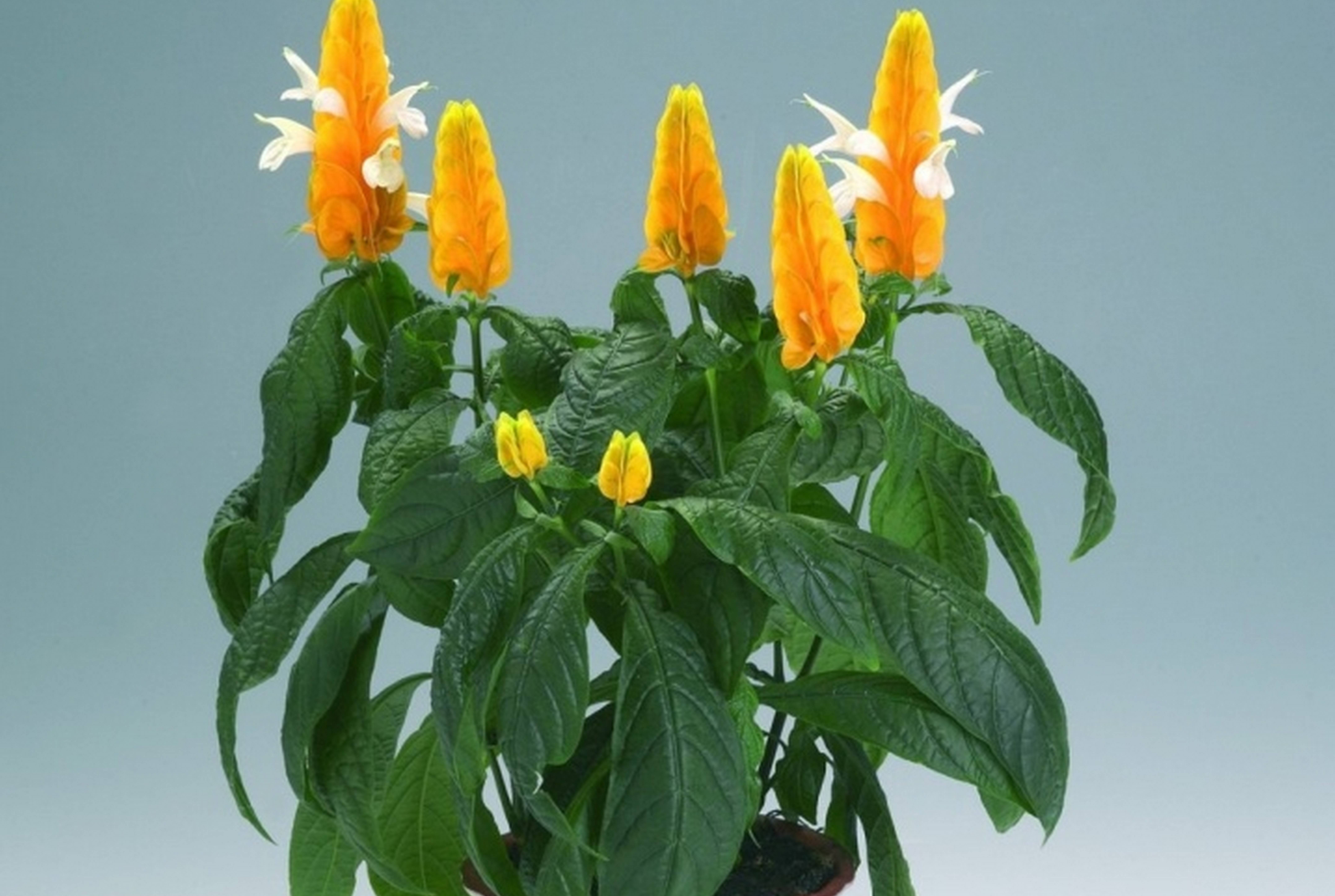 Домашний цветок с желтыми цветами - 76 фото