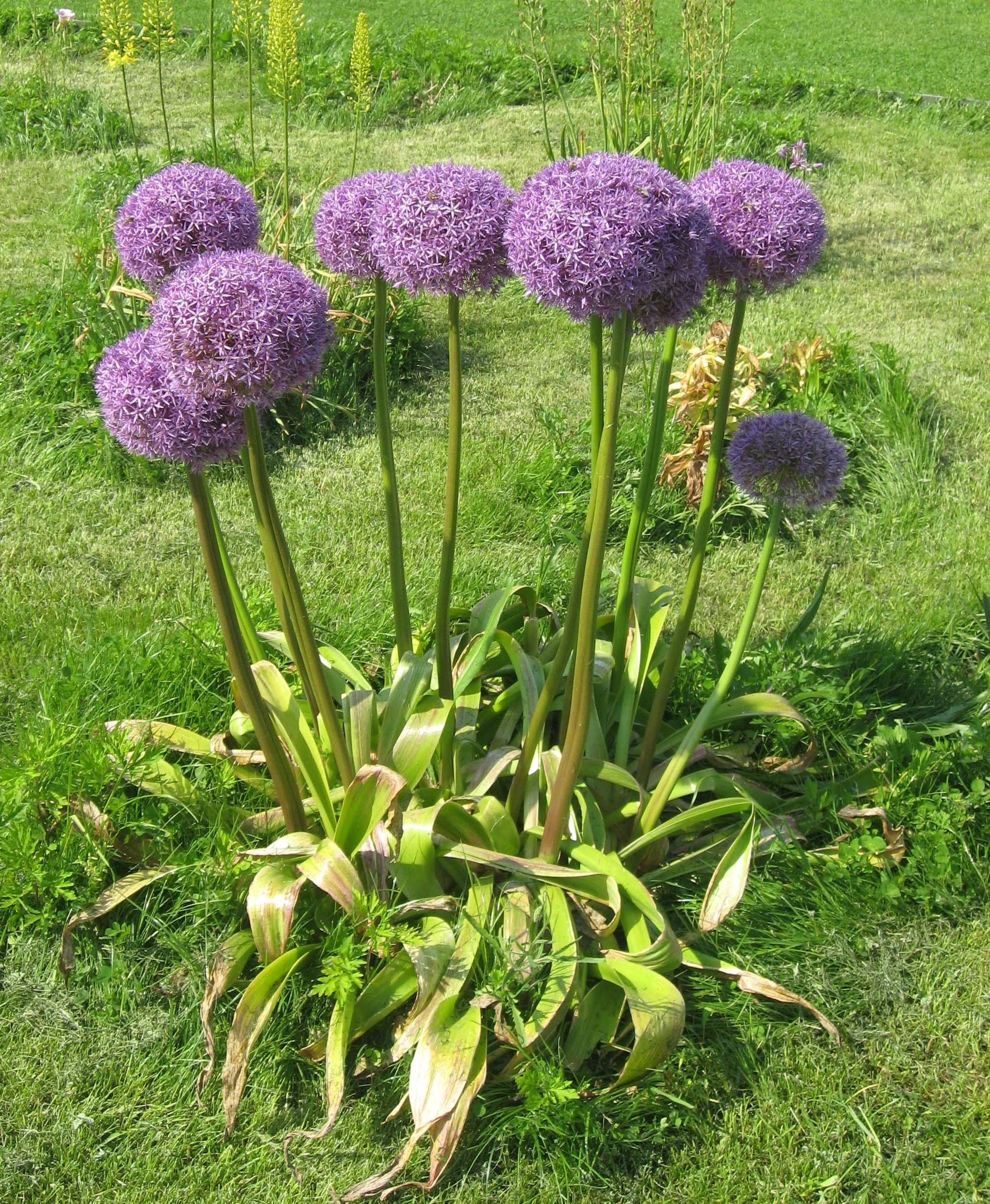 Лук красивенький Allium bellulum Prokh