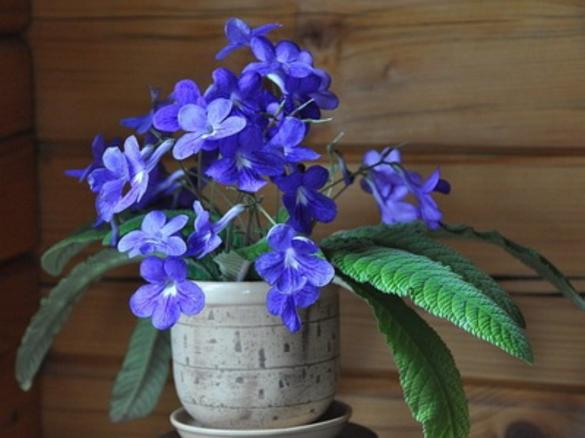 Домашний синие. Streptocarpus rexii. Стрептокарпус Denim. Стрептокарпус голубые колокола. Стрептокарпус в горшке.