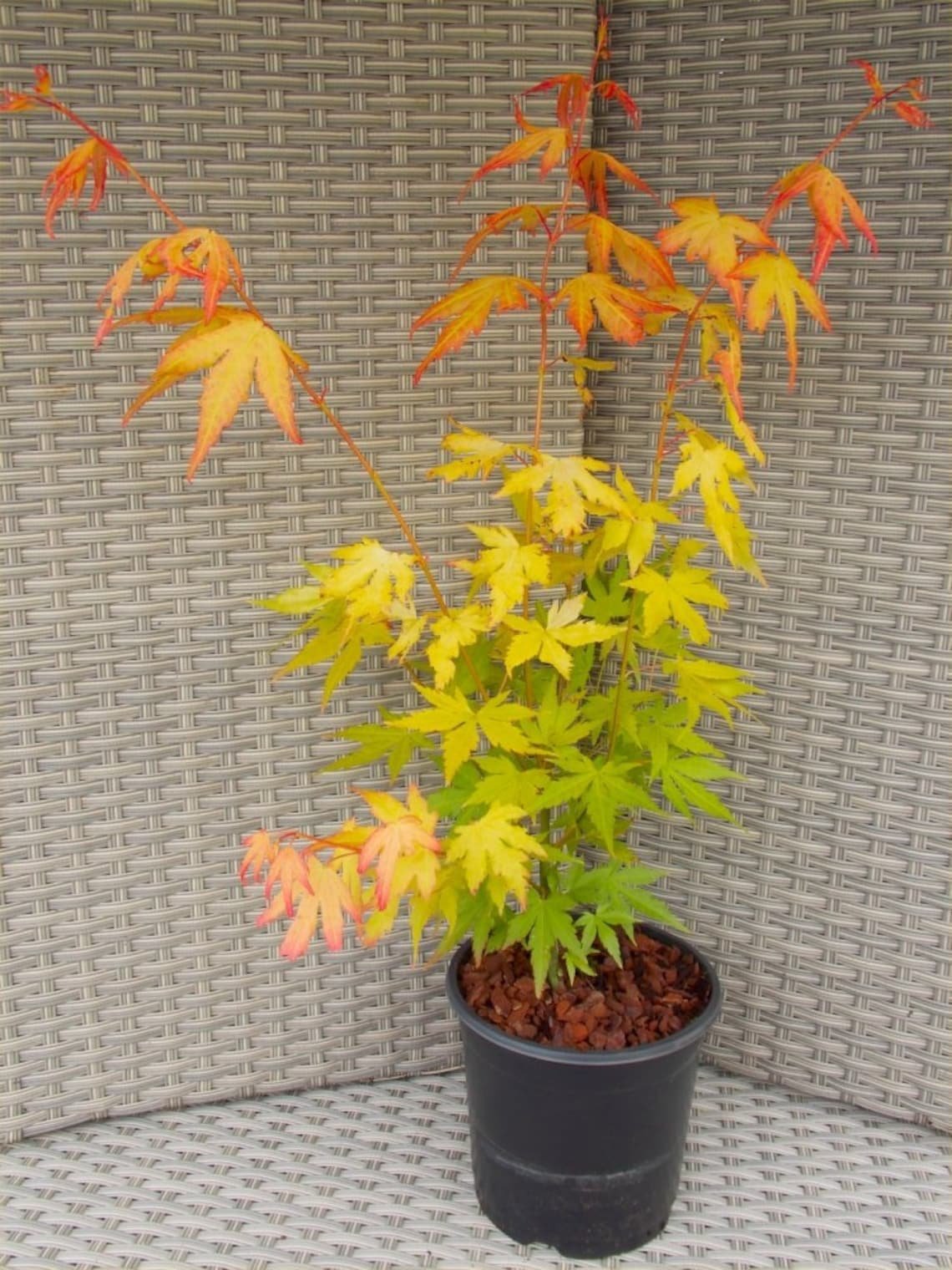 Acer palmatum Orange Dream. Клен дланевидный оранж Дрим. Клен веерный оранж Дрим. Клен японский оранж Дрим.