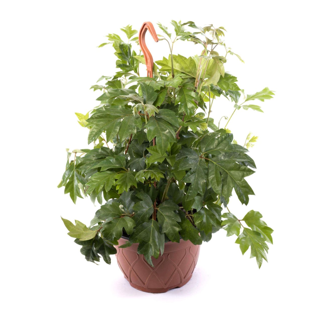 Циссус Элен Даника растение