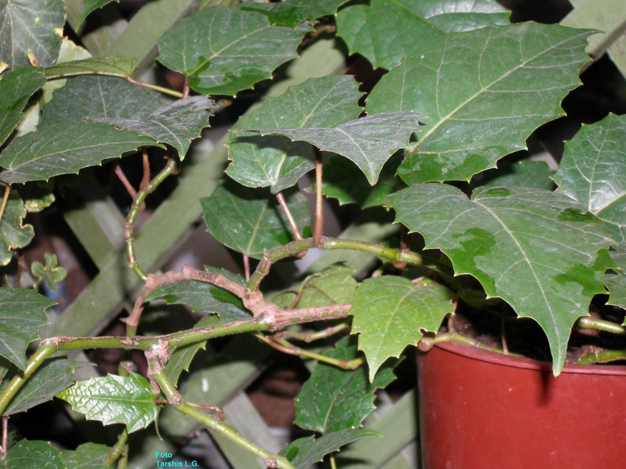 Циссус Мандиана