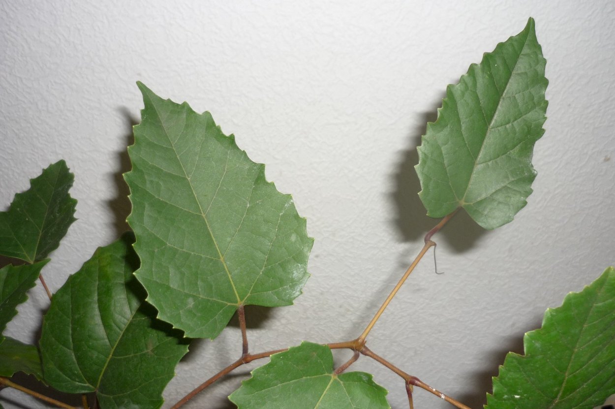 Комнатная берёзка с шипами